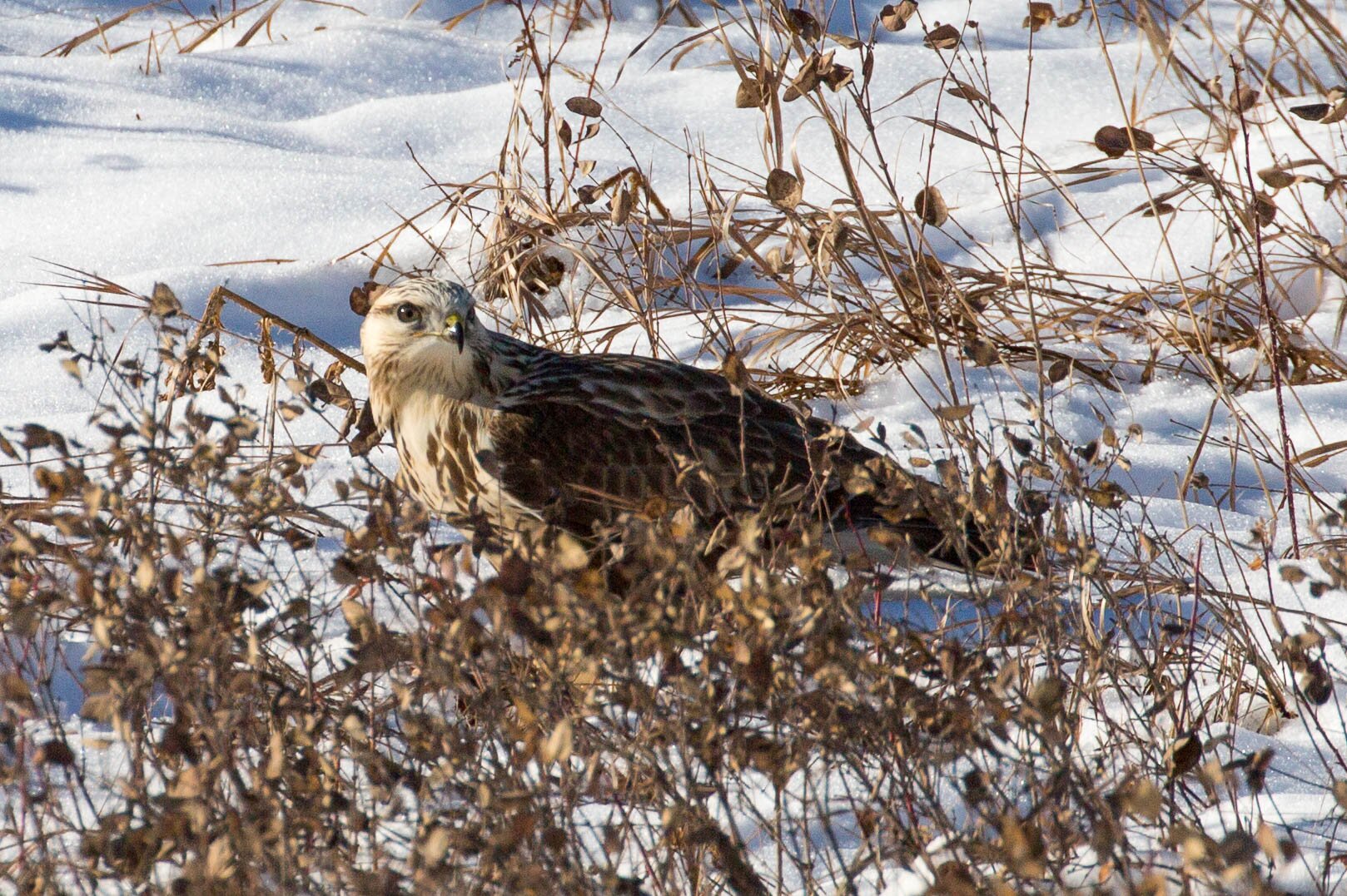 Na zdjęciu niewielki ptak o brązowym upierzeniu. 