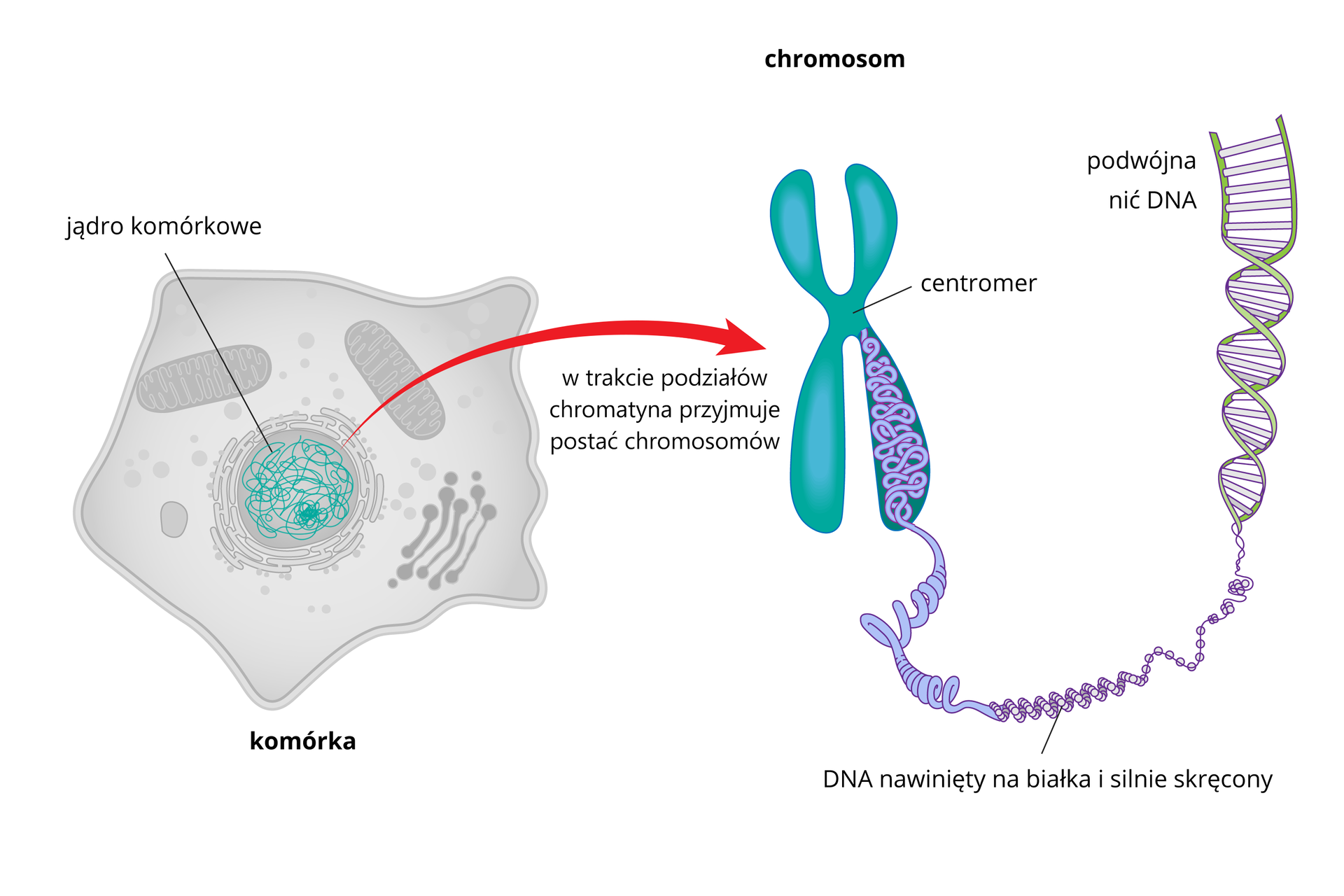 Ilustracja przedstawia komórkę, która jest wielokątna, w jej cytoplazmie znajdują się organelle takie jak mitochondria, a w okrągłym jądrze komórkowym leżącym pośrodku - DNA. Od jądra komórkowego odchodzi strzałka w prawo. Prowadzi ona do powiększonego chromosomu w kształcie litery X. Widać przy niej napis: w trakcie podziałów chromatyna przyjmuje postać chromosomów. W środku litery X znajduje się przewężenie, w którym spotykają się ramiona chromosomu - to centromer. Każda z połówek chromosomu składa się z DNA nawiniętego na białka i silnie skręconego, tak że przypomina grubą, splątaną linę, której pętle są gęsto upakowane jedna przy drugiej. Nić DNA przypomina drabinkę z krótkimi poprzecznymi szczeblami między dwiema biegnącymi obok siebie, cienkimi linami. Nici DNA znajdują się w równej odległości od siebie i są wspólnie spiralnie skręcone w regularnych odstępach. Właśnie ta podwójna nić o kształcie helisy musi być silnie skręcona i gęsto upakowana, aby mogła utworzyć chromosom.