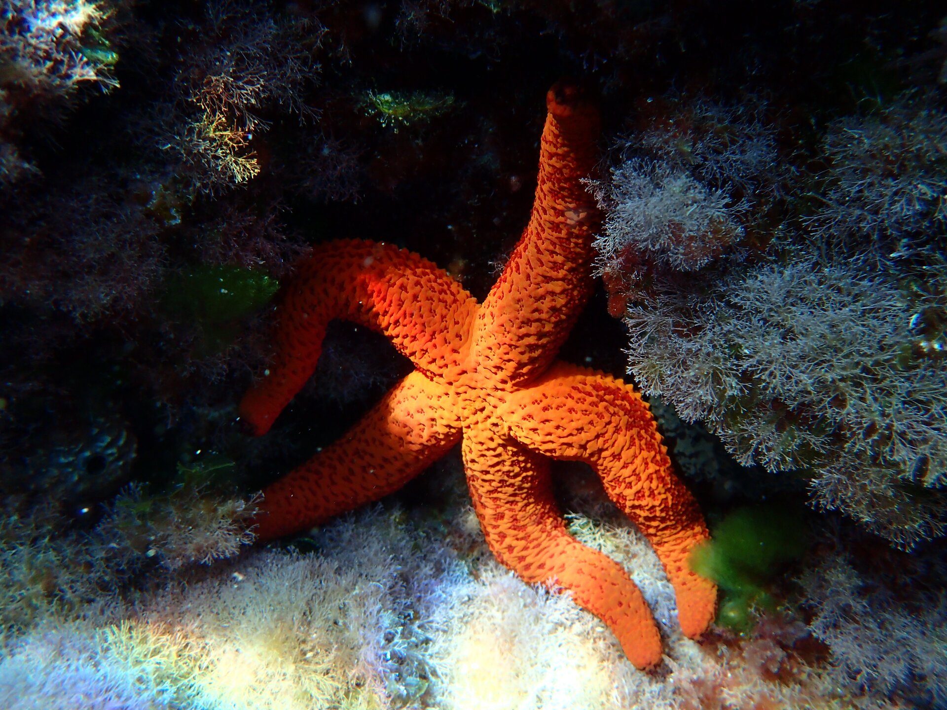 Zdjęcie przedstawia rozgwiazdę. Ma pomarańczowy kolor i pięć ramion. 