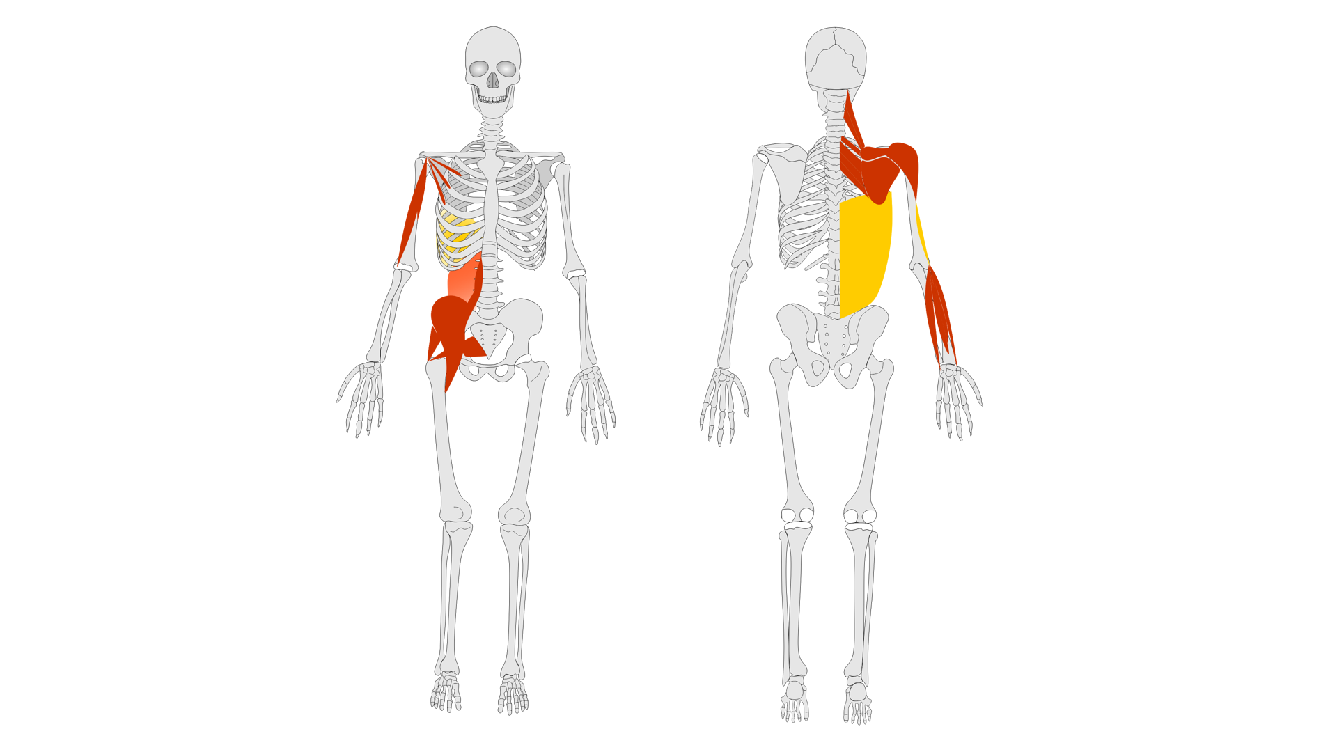 Rycina pod tytułem: Układ trzeci masażu tensegrasyjnego. Grafika ze schematycznym przedstawieniem szkieletu człowieka z przodu i z tyłu. Na schemacie zostały zaznaczone elementy trzeciego układu masażu tensegrasyjnego. Elementy te znajdują się po prawej stronie biodra i pleców oraz w rejonie ramienia i przedramienia kończyny górnej.