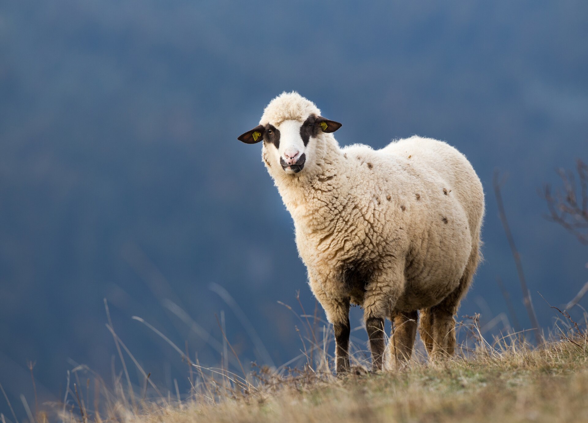 Fotografia przedstawia białą owcę stojącą na łące. 
