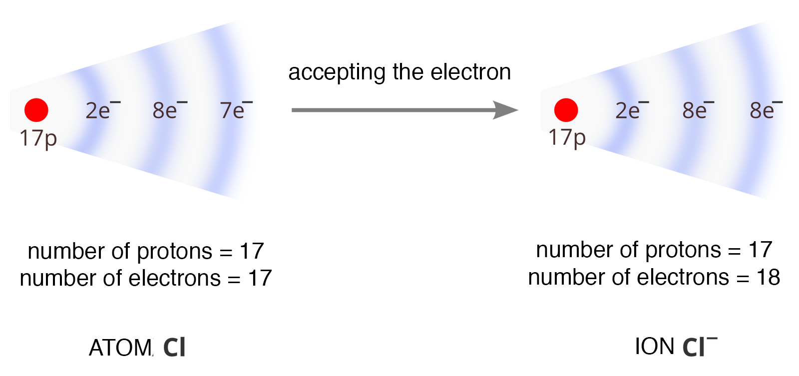 Na schemacie przedstawiono zmiany konfiguracji elektronowej atomu chloru podczas powstawania jonu. NA grafice czerwona kropka pod nią 17 p i kolejno 2 e minus, 8 e minus, 7 e minus, po ta częścią grafiki napisy: number of protons 17, number of electrons 17, atom ce el. Od grafiki strzałka w prawo, nad strzałką napis: accepting the electron i czerwona kropka 17 p, 2 e minus, 8e minus, 8 e minus. Pod spodem napisy: number of protons 17, number of electrons 18, ion ce el minus. 