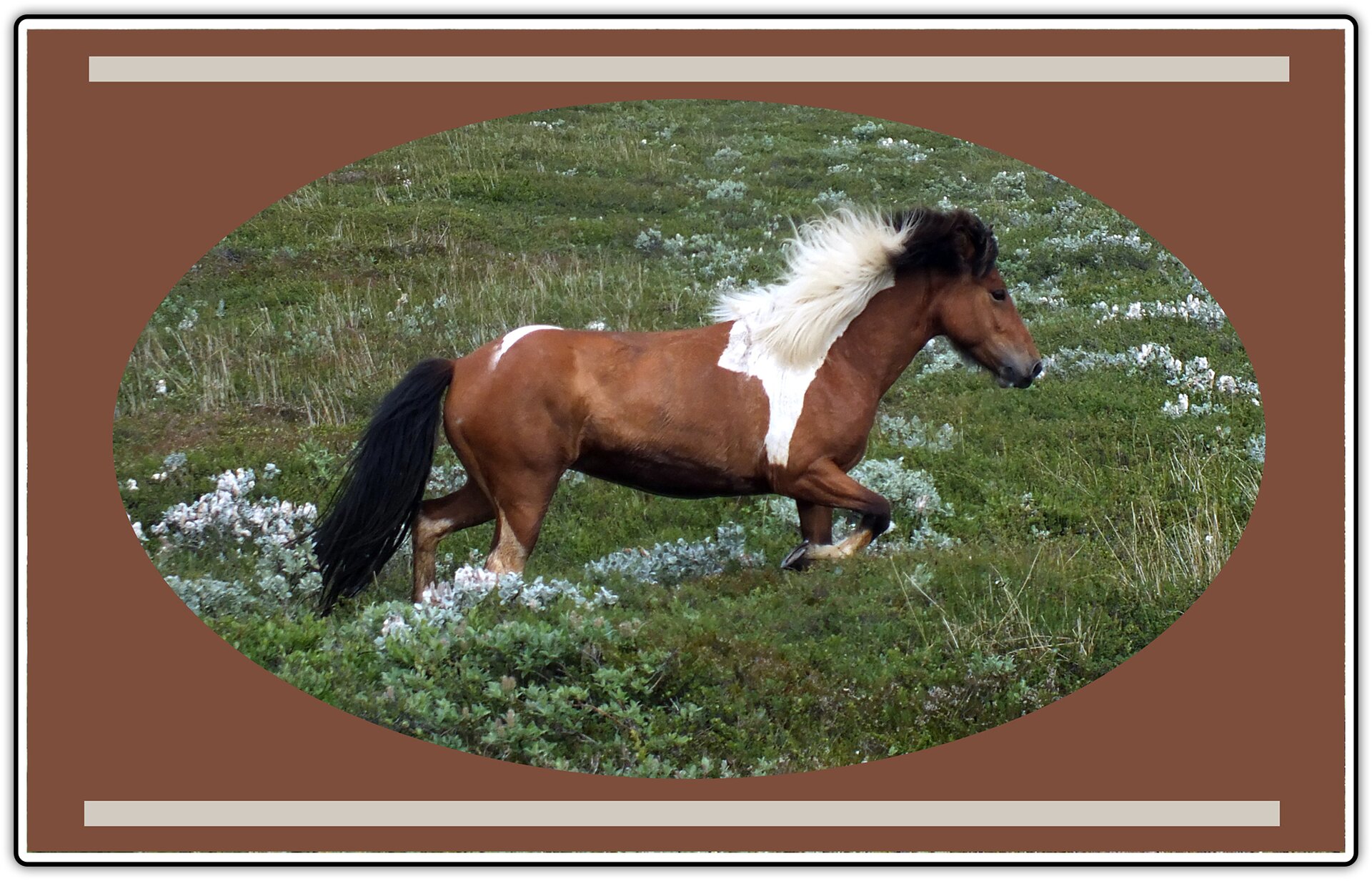 Ilustracja przedstawia fotografię konia galopującego przez trawiaste pole. Koń ma sierść koloru brązowego z białymi łatami. Do ilustracji została dodana brązowa ramka.