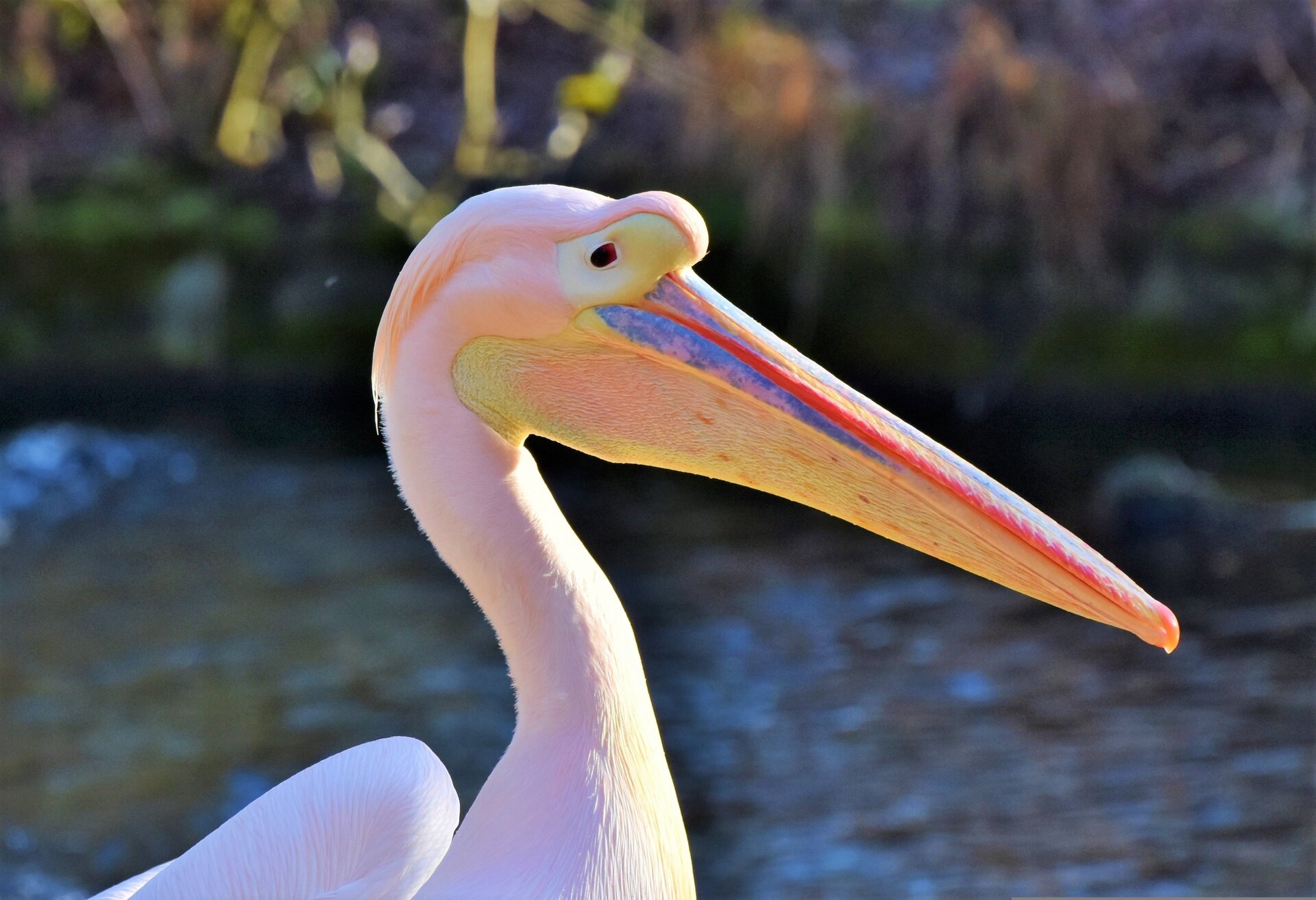 Zdjęcie przedstawia pelikana. Widać jego głowę i szyję. Szyja i dziób są długie. Całe ciało ma różowawy kolor. Górna część długiego dzioba posiada czerwone i niebieskie pasy. W dolnej części dzioba widać worek, czyli rozciągliwą skórę.