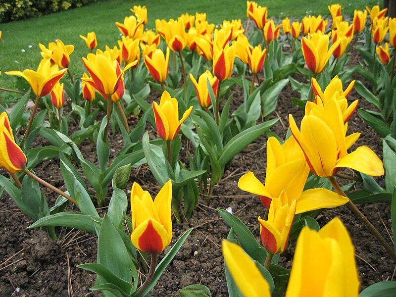 Zdjęcie przedstawia pole żółtych tulipanów. Każdy z kwiatów na płatkach ma czerwone elementy po zewnętrznej stronie.