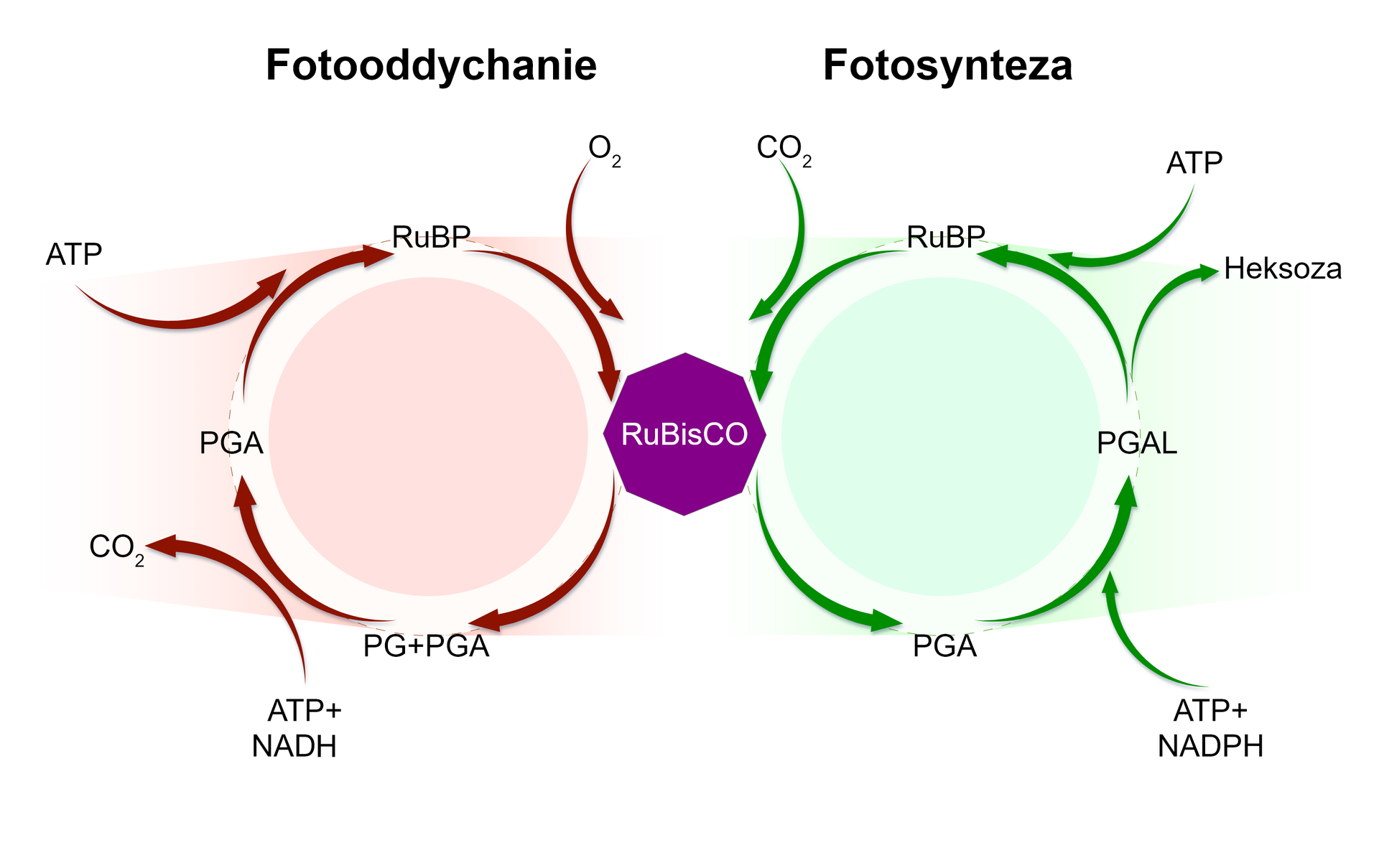 Schemat przedstawia dwa procesy fotooddychanie i fotosyntezę. W cyklu fotooddychania RuBisCo bierze udział w reakcji RuBP z tlenem, w wyniku czego powstaje PG i PGA. Biorą one udział w kolejnej reakcji z ATP i NADH, w wyniku której powstaje PGA i dwutlenek węgla. PGA ulega reakcji z ATP, w wyniku czego na nowo powstaje RuBP. W cyklu fotosyntezy RuBisCo bierze udział w reakcji RuBP z dwutlenkiem węgla, w wyniku której powstaje PGA. PGA ulega reakcji z ATP i NADPH, w wyniku czego powstaje PGAL. Z PGAL odłączona zostaje heksoza, a przyłączone zostaje ATP, w wyniku czego na nowo powstaje RuBP.