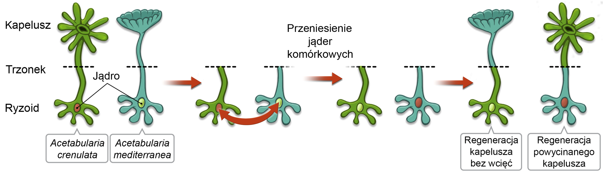 Ilustracja przedstawia, w jaki sposób zmienia się kształt kapelusza w zależności od rodzaju posiadanego jądra komórkowego. Znajdujące się po lewej stronie glony (Acetabularia crenulata i Acetabularia mediterranea) zbudowane są z trzech elementów: kapelusza, trzonka i ryzoidu. Posiadają również jądro komórkowe zlokalizowane u podstawy nóżki Acetabularia crenulata (o kolorze zielonym na schemacie) posiada kapelusz z licznymi wcięciami. Acetabularia mediterranea (o kolorze turkusowym na schemacie) posiada kapelusz bez wcięć. W prawą stronę odchodzi czerwona strzałka. Glony przecięto w połowie i pozostawiono tylko ich dolną część. Pokazano zamianę (przeniesienie) jąder komórkowych. Jądro pomarańczowe z Acetabularia crenulata trafia do Acetabularia mediterranea, a żółte jądro z Acetabularia mediterranea  trafia do Acetabularia crenulata. Kolejne czerwone strzałki w prawo. Acetabularia crenulata odtworzyła kapelusz bez wcięć. Acetabularia mediterranea odtworzyła powycinany kapelusz.