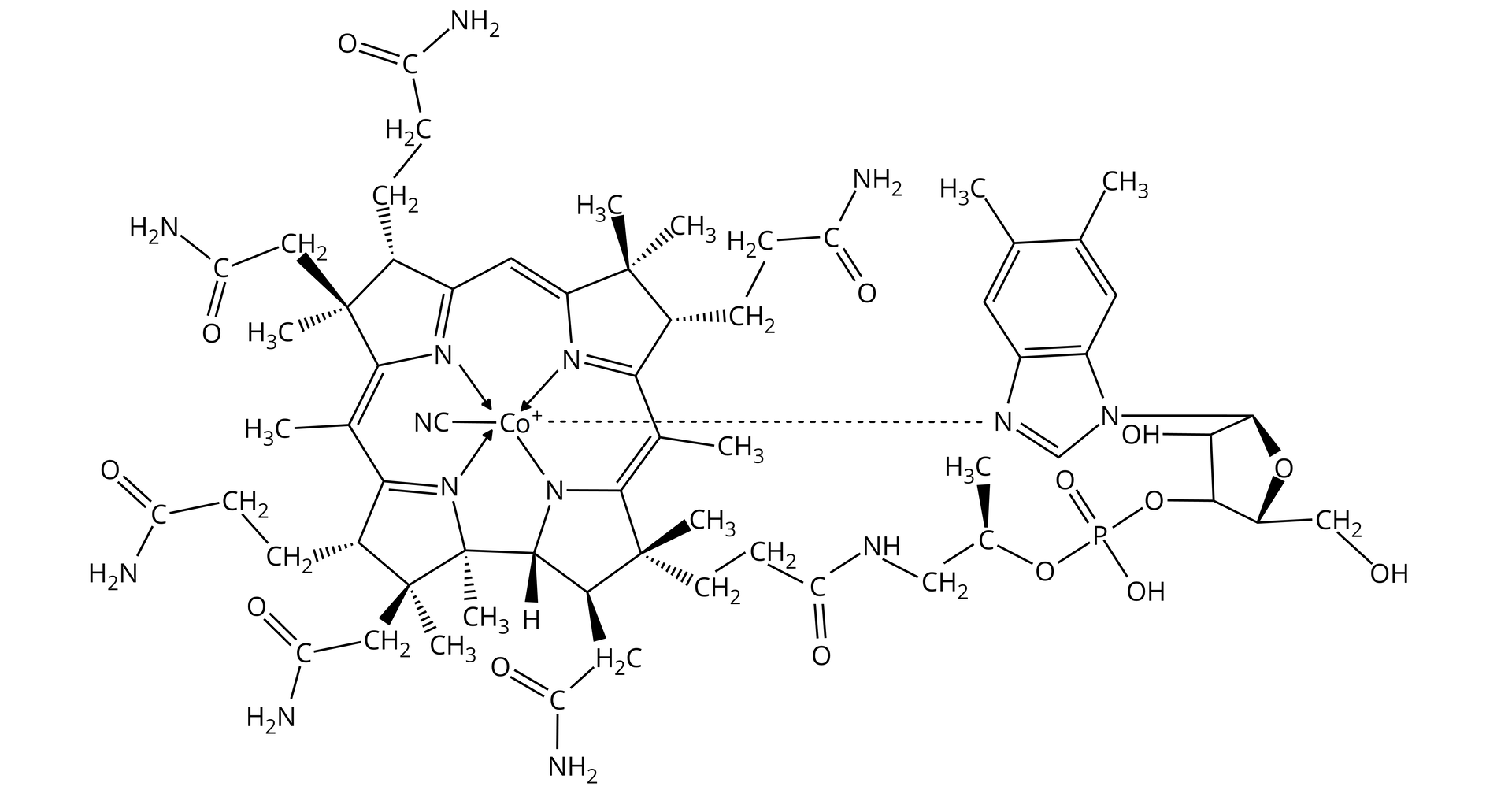 Ilustracja przedstawiająca strukturę witaminy B12. Atom centralny w kompleksie stanowi dodatnio naładowany jon kobaltu występujący na trzecim stopniu utlenienia, który związany jest z grupą CN oraz czterema pierścieniami pirolu, które to łączą mostki metinowe, to jest grupy o strukturze grupa CH, od której odchodzi wiązanie podwójne i wiązanie pojedyncze. Pierścienie pirolowe są podstawione różnymi grupami w tym: grupami metylo- oraz etyloamidowymi, metylowymi oraz łańcuchem zawierającym, między innymi ugrupowanie amidowe, fosforanowe, fragment deoksyrybozy, a także dimetylobenzoimidazolu.