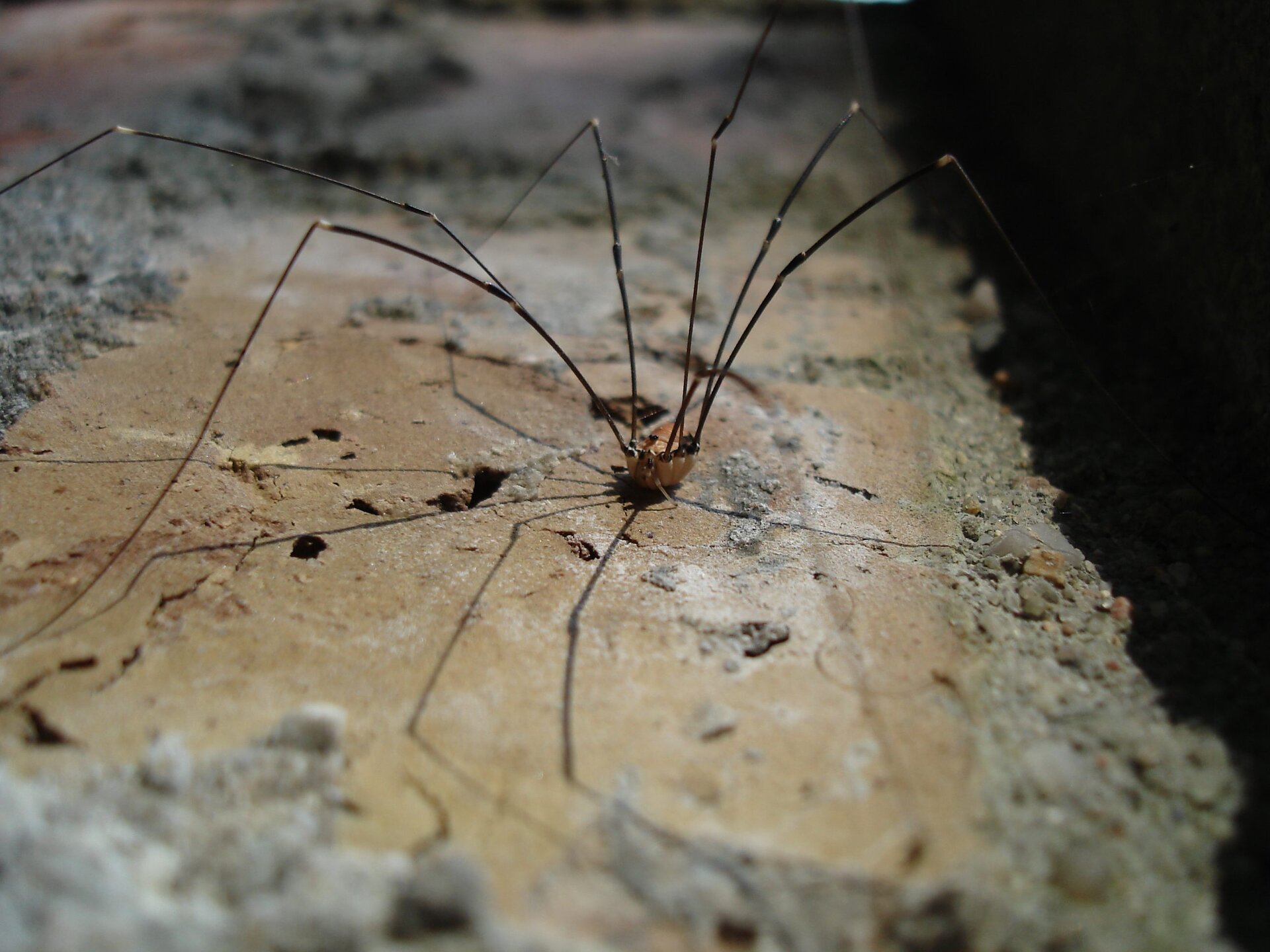 Galeria składa się z fotografii przedstawicieli pajęczaków. Fotografia przedstawia stojącego na kawałku muru małego pająka z bardzo długimi, cienkimi odnóżami. Jego beżowe ciało wygląda jak zawieszone pomiędzy nimi. To kosarz ścienny, żyjący w naszych domach.