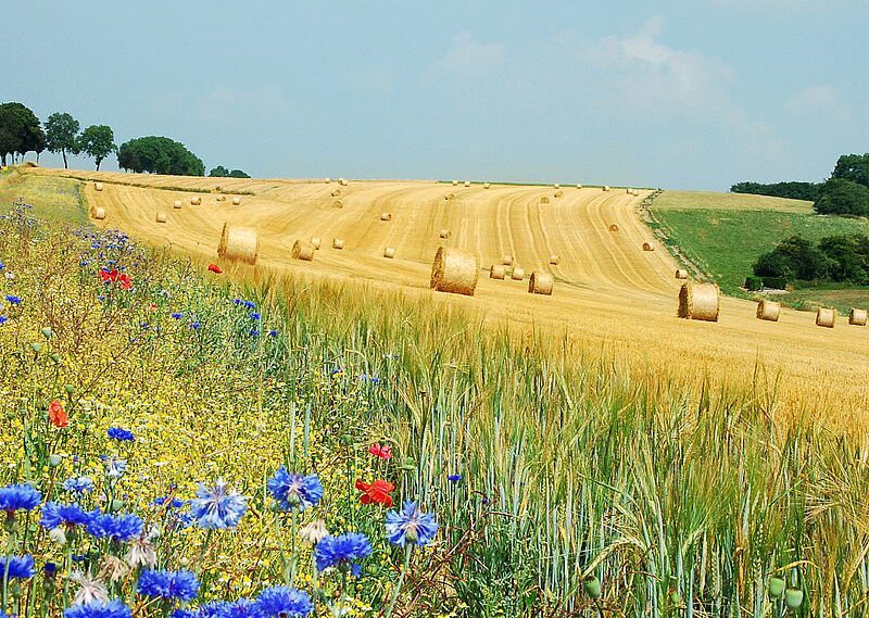 Fotografia przedstawiająca pole zaorane wzdłuż stoku. Z prawej strony zdjęcia widoczny jest pas porośnięty polnymi kwiatami - chabrami i makami. Kolejny pas to fragment nieskoszonego zboża, a dalej ściernisko po żniwach, na którym pozostawiono bele słomy.