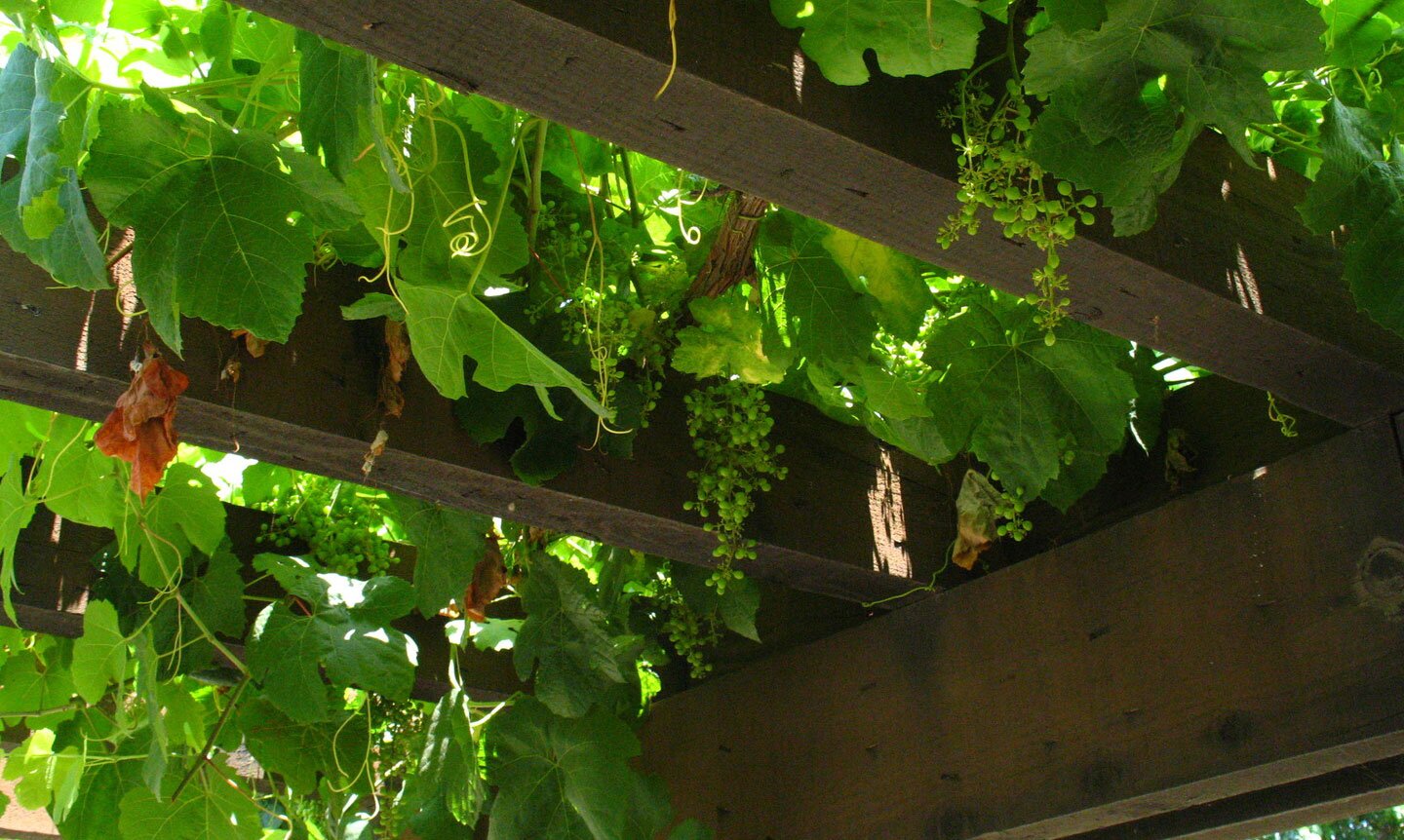 Fotografia przedstawia pergolę, na której rośnie winorośl. W dół zwisają grona zielonych owoców i cienkie, zakręcone wąsy pędowe.