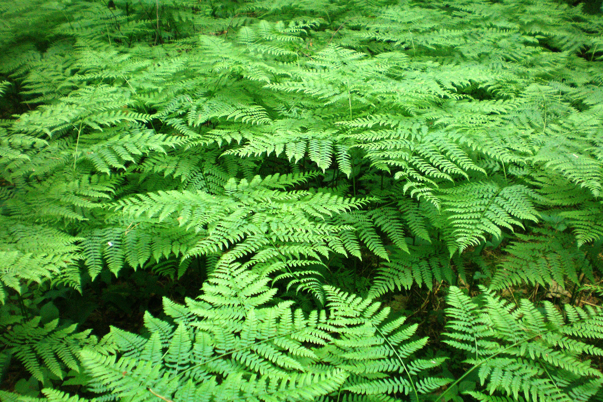 Fotografia przedstawia gatunek paproci: orlicę pospolitą. Wiele rosnących, jasnozielonych, pierzastych liści. Wznoszą się na cienkich łodyżkach. 