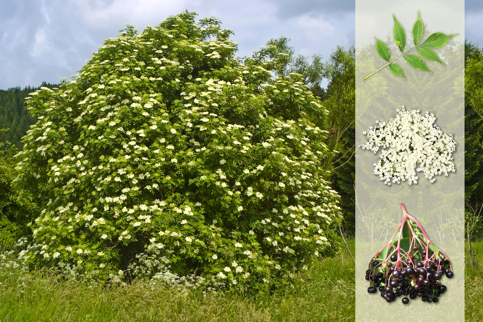 Fotografia przedstawia biało kwitnący krzew bzu czarnego na łące. Z prawej strony nałożony jaśniejszy pasek z fotografiami. U góry pierzasto złożony liść. W środku baldachowaty kwiatostan z białymi kwiatami. U dołu gałązka z czarnymi owocami.