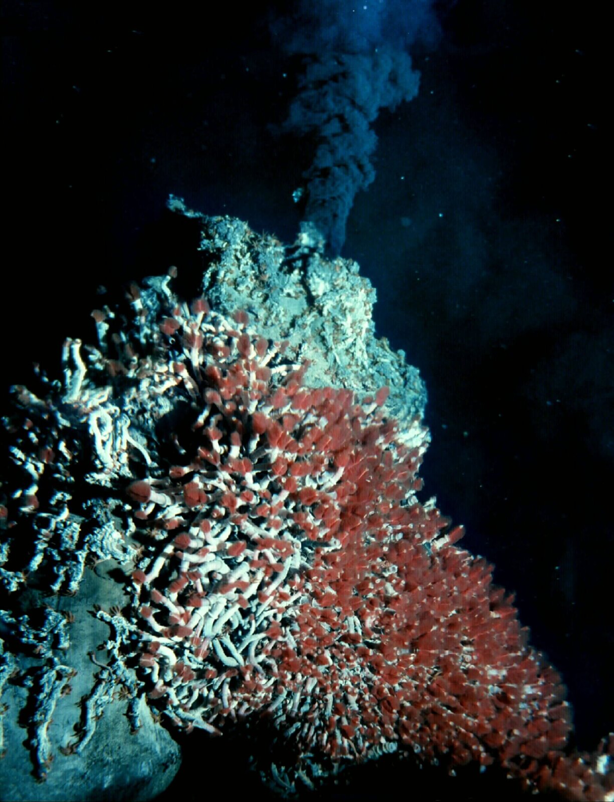 Zdjęcie przedstawia komin hydrotermalny na dnie oceanu. Na pierwszym planie niebieskawo-czerwone rurki porastające skałę. To rurkoczułkowiec na dnie Oceanu Spokojnego. Cała skała pokryta setkami czułek w kształcie rurek. Na drugim planie, za skałą, komin gorącej wody. Komin to tysiące bąbelków wypełnionych gazami, które unoszą się pionowo w górę pod wysokim ciśnieniem.
