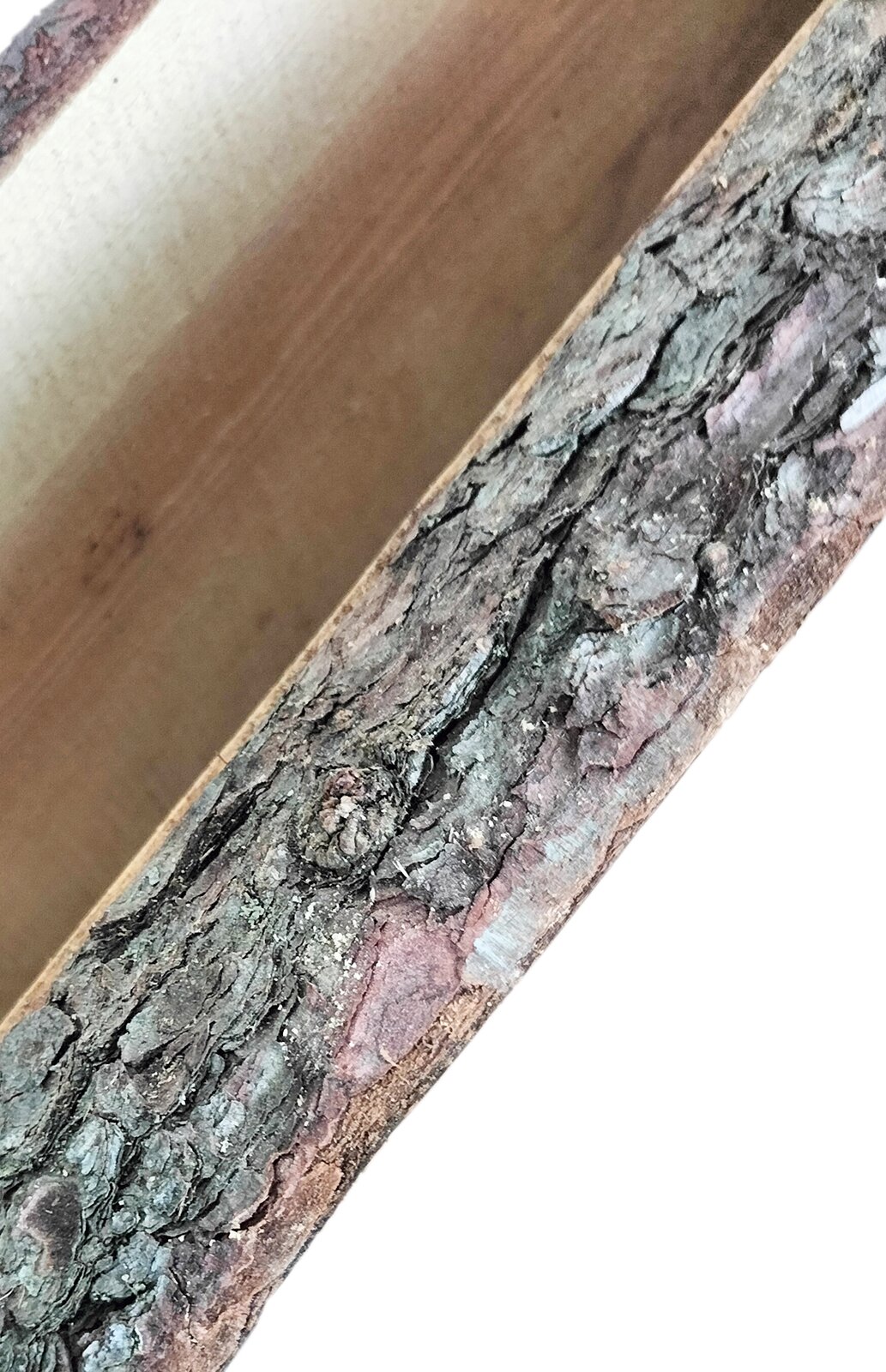 Zdjęcie przedstawia zbliżenie na deskę świerkową. Od dołu widoczna jest kora w kolorze szaro‑brązowym, następnie fragment jasnobrązowego drewna z delikatnie ciemniejszymi słojami.