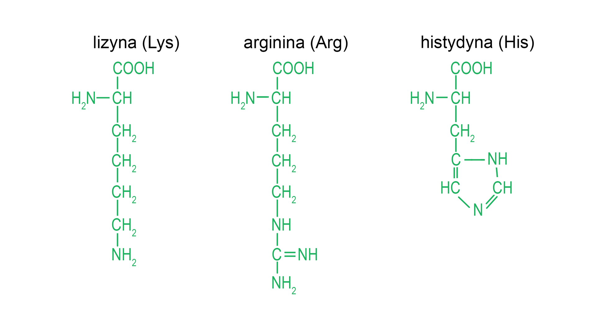Ilustracja przedstawia wzory półstrukturalne aminokwasów zasadowych zaznaczone na zielone wraz z ich nazwali i skrótami trójliterowymi. Należą do nich: lizyna, arginina i histydyna. Każdy aminokwas stanowi grupa CH, do której przyłączone są grupa aminowa NH2, grupa karboksylowa COOH oraz determinujący podział łańcuch boczny. W lizynie (Lys) łańcuch boczny to czterowęglowy łańcuch zbudowany z czterech grup CH2, z których ostatnia podstawiona jest grupą aminową NH2. W argininie (Arg) łańcuch boczny stanowią trzy kolejno połączone ze sobą grupy metylenowe CH2, z których ostatnia wiąże się z grupą NH związaną z atomem węgla połączonym za pomocą wiązania podwójnego z kolejną grupą NH oraz za pomocą wiązania pojedynczego z grupą NH2. W histydynie łańcuch boczny zbudowany jest z grupy metylenowej związanej z pierścieniem imidazolu, to jest pięcioczłonowym pierścieniem, który stanowią kolejno połączony z wspomnianą grupą metylenową atom węgla łączący się za pomocą wiązania pojedynczego z atomem azotu, który to za pomocą wiązania podwójnego łączy się z grupą CH. Grupa ta wiąże się z grupą NH związaną z kolejną grupą CH połączoną za pomocą wiązania podwójnego z wspomnianym na początku atomem węgla, co zamyka pięcioczłonowy pierścień.