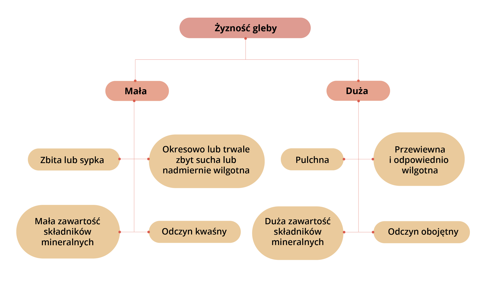 Schemat prezentujący cechy gleb w zależności od żyzności. U góry napis. Żyzność gleby. Dzieli się na dwa pola – mała i duża. Mała dzieli się na cztery: zbita lub sypka; okresowo lub trwale zbyt sucha lub nadmiernie wilgotna; mała zawartość składników mineralnych; odczyn kwaśny. Duża dzieli się na cztery: pulchna; przewiewna i odpowiednio wilgotna; duża zawartość składników mineralnych; odczyn obojętny.