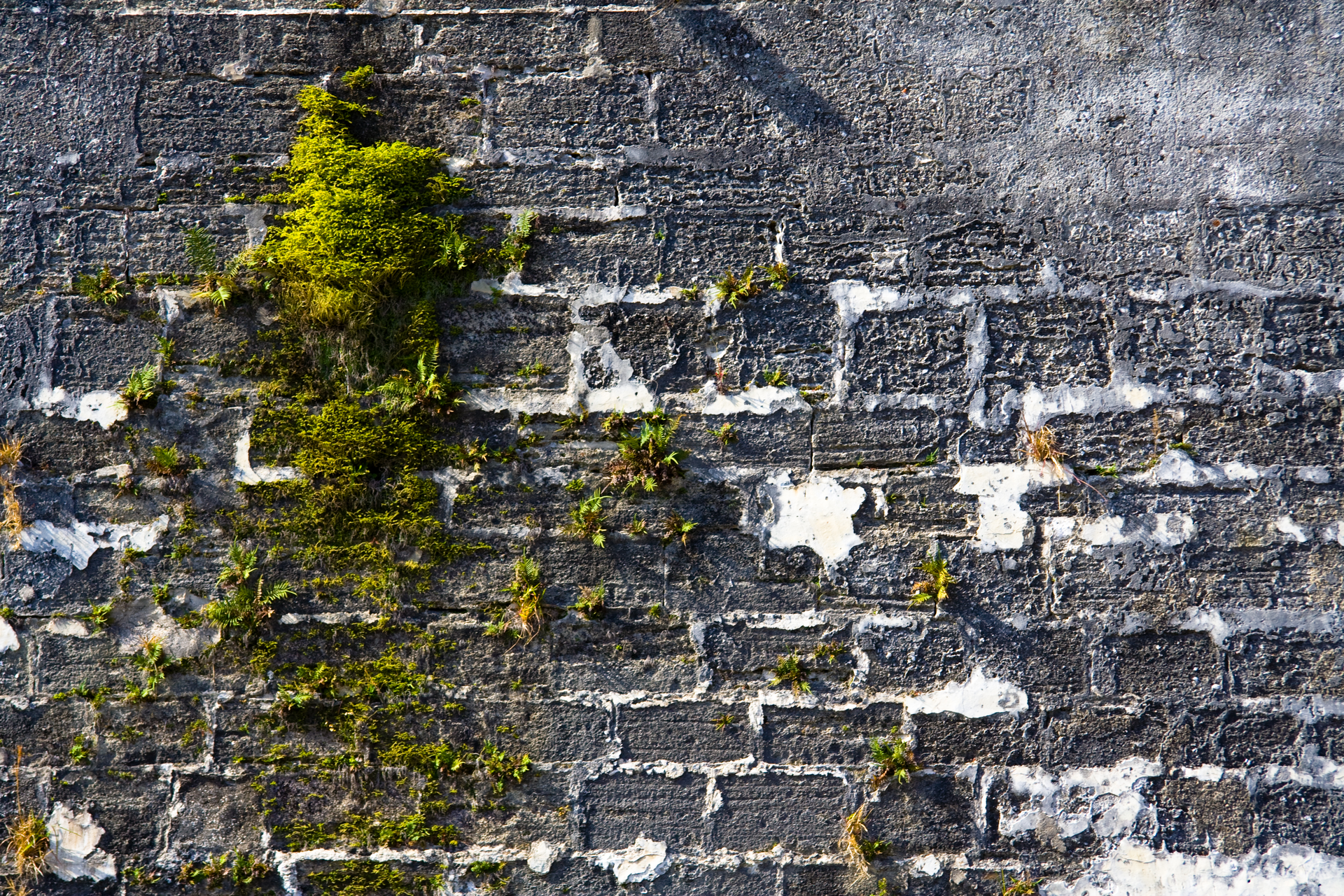 Fotografia przedstawia mur, zbudowany z szarych prostokątnych części spojonych białą zaprawą. Ze szczelin między nimi wyrastają jasno zielone kępy mchu.