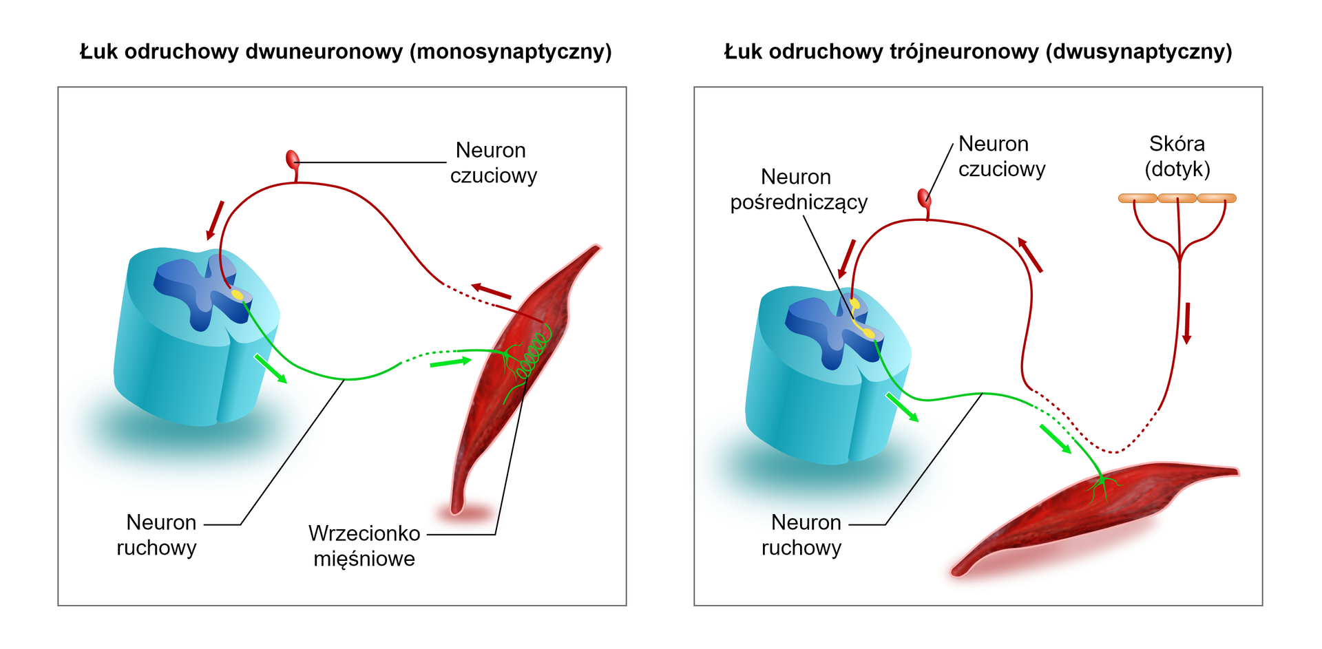 Ilustracja przedstawia łuk odruchowy dwuneuronowy i łuk odruchowy trójneuronowy. Na ilustracji dotyczącej łuku odruchowego dwuneuronowego (monosynaptycznego) po prawej stronie jest wrzeciono mięśniowe. Impuls biegnie do neuronu czuciowego i do rdzenia kręgowego. W rdzeniu między neuronem czuciowym a ruchowym znajduje się żółty owal. Impuls wraca do mięśnia. Na drugiej ilustracji przedstawiono łuk odruchowy trójneuronowy (dwusynaptyczny). Po prawej stronie schematu zaznaczono fragment skóry (dotyk). Od komórek skóry impuls biegnie do neuronu czuciowego. Ma on postać owala z jednym wypustkiem. Impuls dostaje się do rdzenia kręgowego. Tam pomiędzy neuronem czuciowym a ruchowym znajduje się neuron pośredniczący. Z rdzenia kręgowego za pośrednictwem neuronu ruchowego impuls biegnie do mięśnia.   