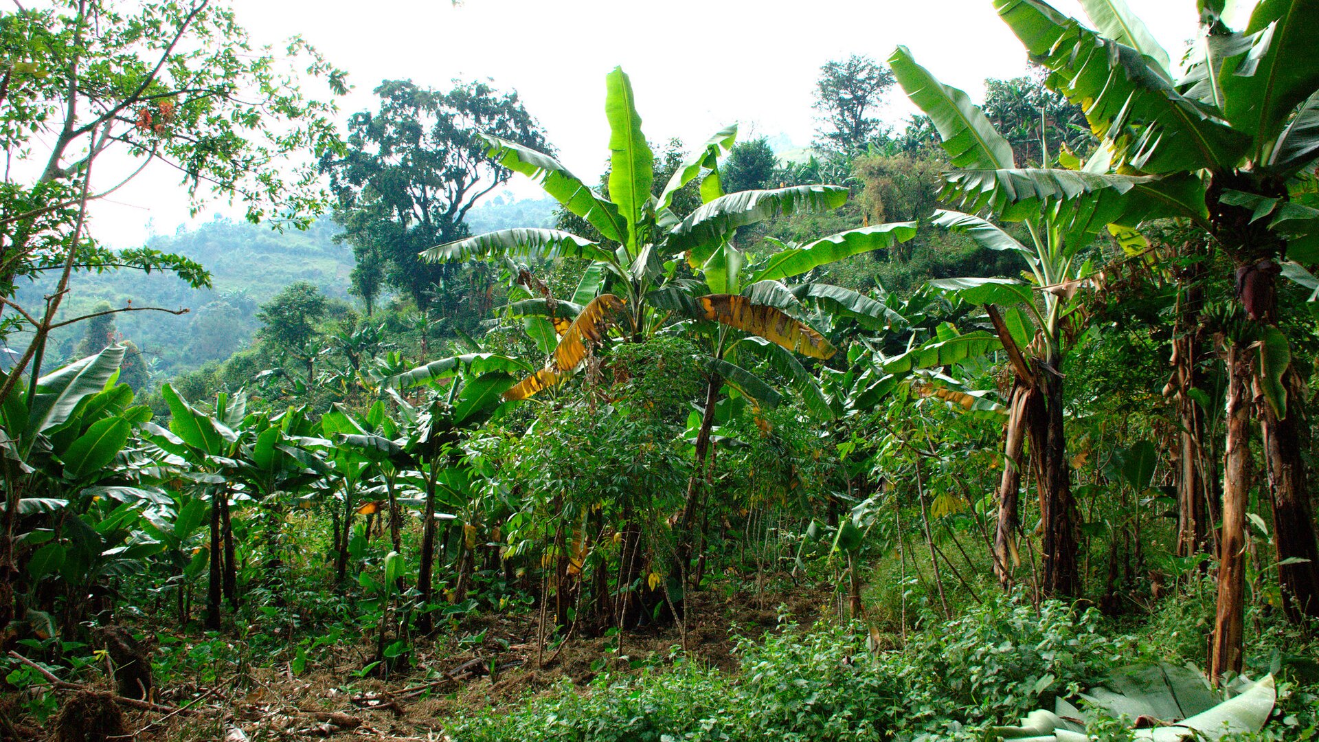 Zdjęcie przedstawiające stok, na którym rosną gęsto bananowce. Są to wysokie rośliny na około dwa metry, z długich łodyg na końcach wyrastają duże, podłużne jasnozielone liście tworzące rozłożyste korony. W dolnej części roślin zwiędłe, brązowe liście. W tle inne wzniesienia. 