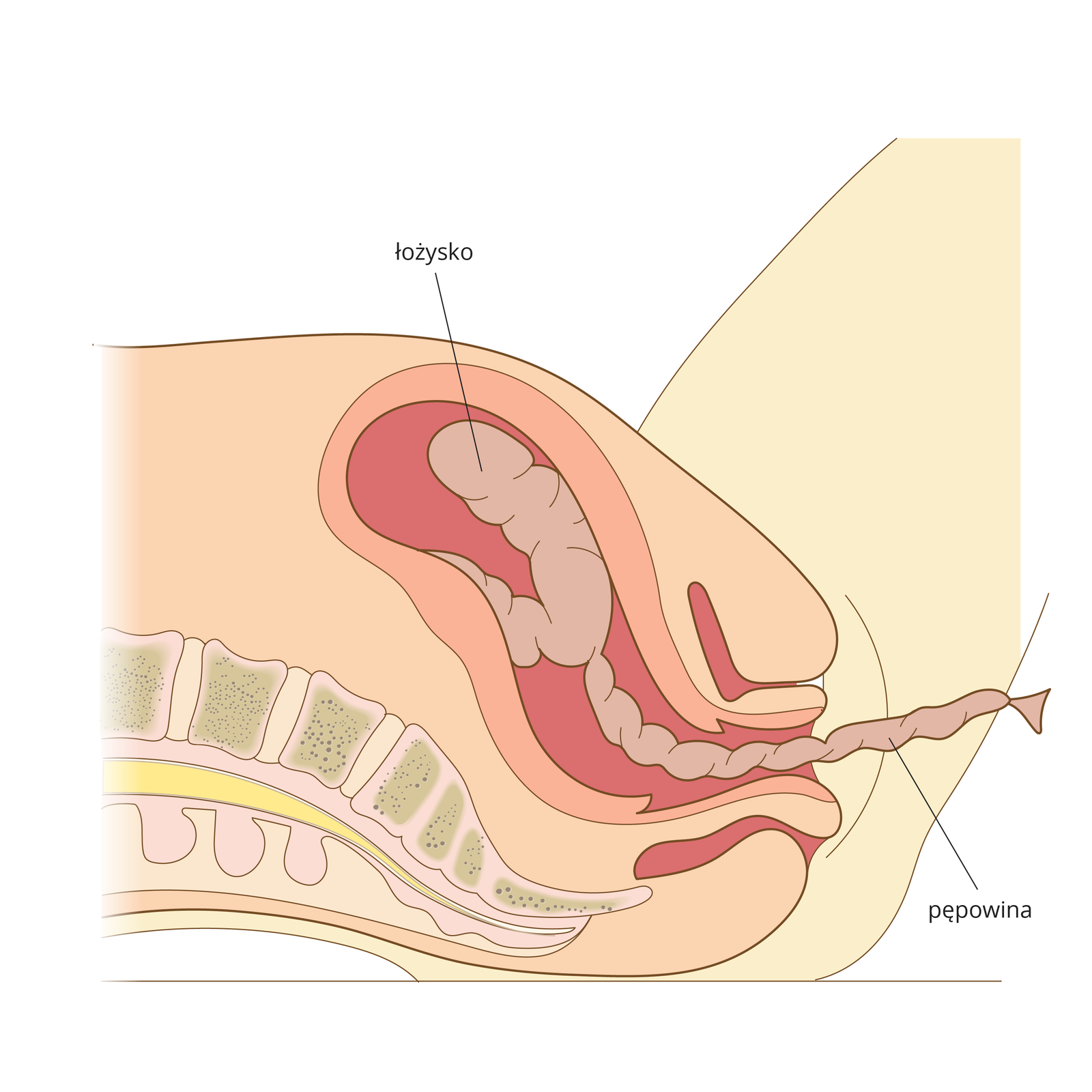 Ilustracja przedstawia ostatnią fazę porodu. Dziecko jest już na świecie, w macicy oddziela się łożysko. Urodzenie łożyska kończy poród. Widoczna jest również pępowina.