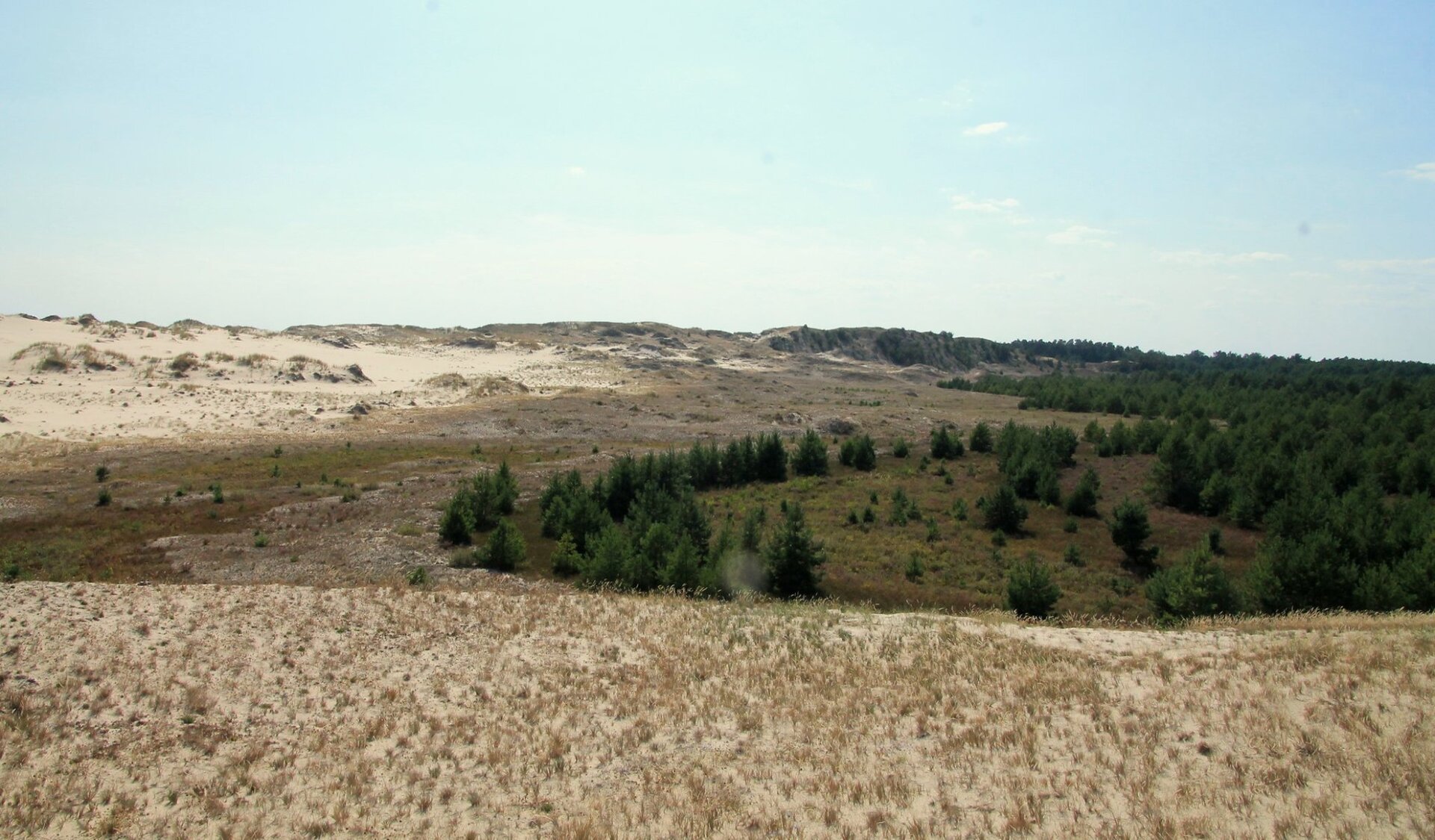 Zdjęcie ukazuje formę terenu z niecką, w której rośnie trwa i drzewa iglaste. Nieckę otaczają niewysokie, łagodne zbocza. W górnej części są piaszczyste.   