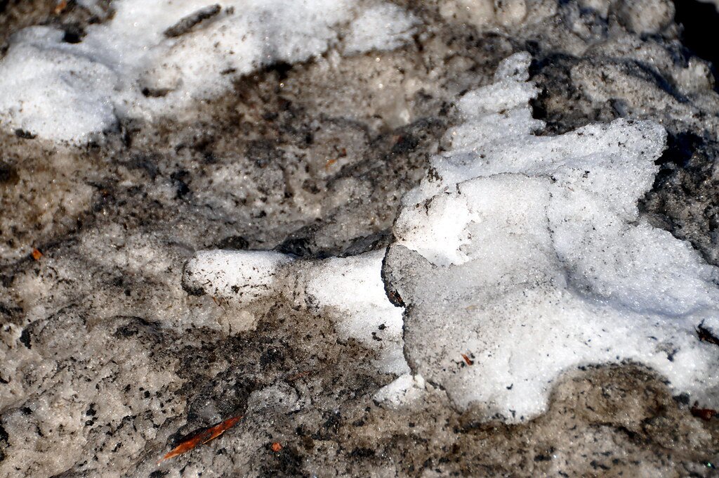 Zdjęcie przedstawia zabrudzoną powierzchnię śniegu. Śnieg ma miejscami barwę brązowo-czarną. Leżą na nim czarne kropki.  