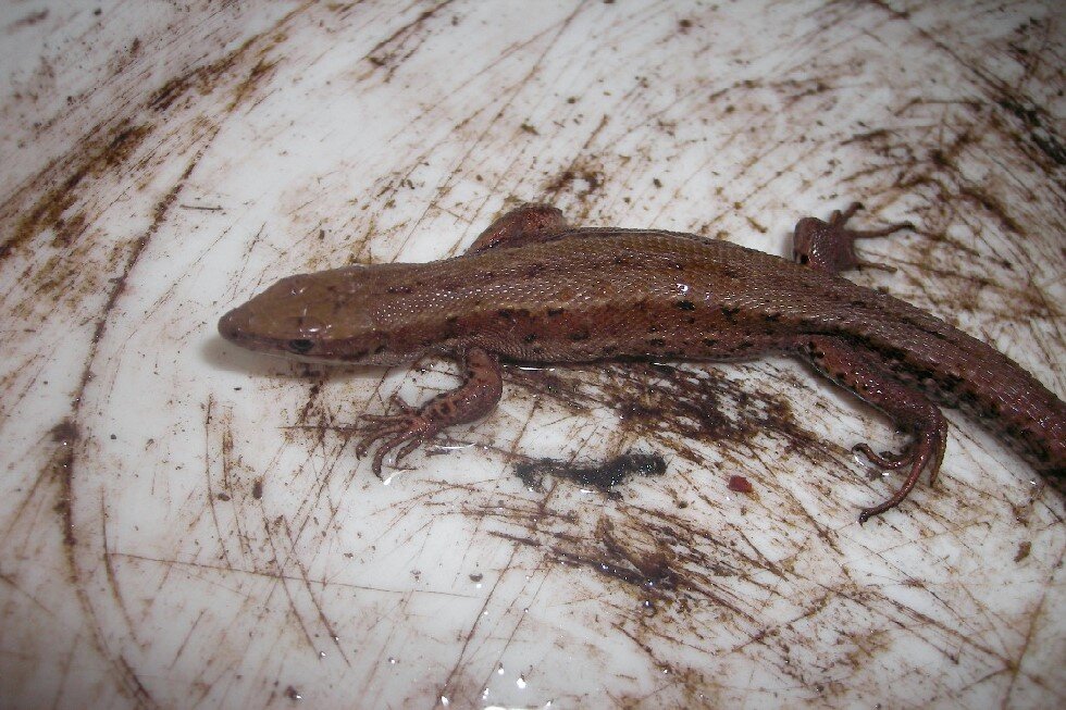 Fotografia przedstawia ujęcie z góry brązowej jaszczurki żyworodnej na pobrudzonym, białym i mokrym plastiku.  Jaszczurka ma głowę skierowaną w lewo, widoczne oko i cztery krótkie kończyny zakończone cienkimi palcami. Skóra jaszczurki jest morka, szorstka i łuskowata. Uwidoczniona jest oś grzbietu od głowy do ogona, po bokach nieregularne czarne cętki.
