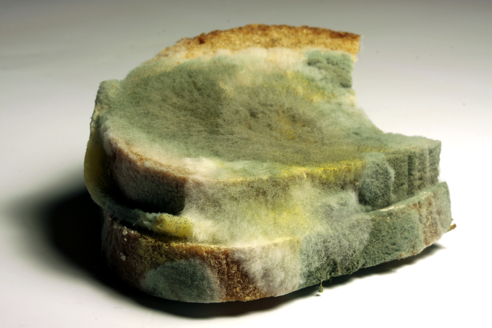 Fotografia przedstawia dwie kromki chleba, pokryte nalotem pleśni w kolorze szarym, żółtym i białym.