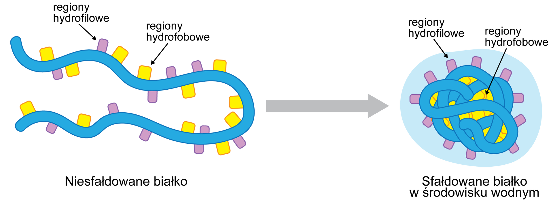 Na grafice przedstawiono niesfałdowane białko oraz białko w środowisku wodnym, w którym uległo sfałdowaniu - tworzą strukturę zwiniętych lin. Na powierzchni białka wyrostki, które oznaczają regiony hydrofobowe i hydrofilowe. W sfałdowanym białku regiony hydrofilowe występują na zewnątrz struktury, a hydrofobowe w środku. W niesfałdowanym białku obok siebie. Pomiędzy niesfałdowanym i sfałdowanym białkiem jest strzałka skierowana w prawo.  