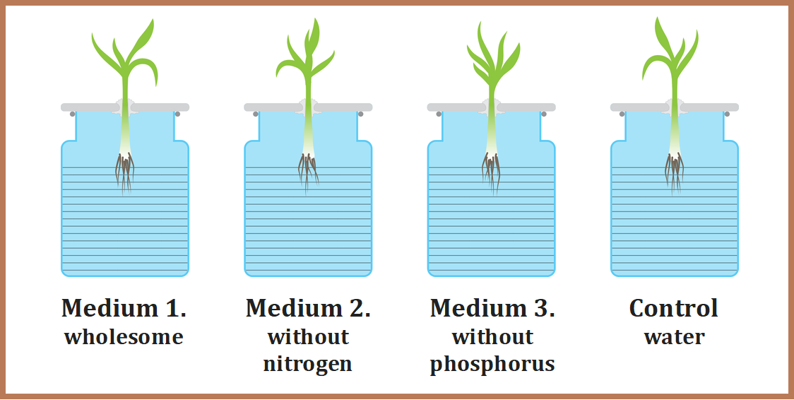 Grafika dekoracyjna, barwna przedstawiająca cztery stojące obok siebie pojemniki,  zakryte pokrytą z niewielkim otworem. W każdym pojemniku jest liściasta roślina o jednej łodydze i korzeniu. Roślina jest włożona w otwór pokrywki. Każdy pojemnik podpisano. Od lewej: Medium1. wholesome; Medium 2. Without nitrogen; Medium 3. Without phosphorus; Control water.
