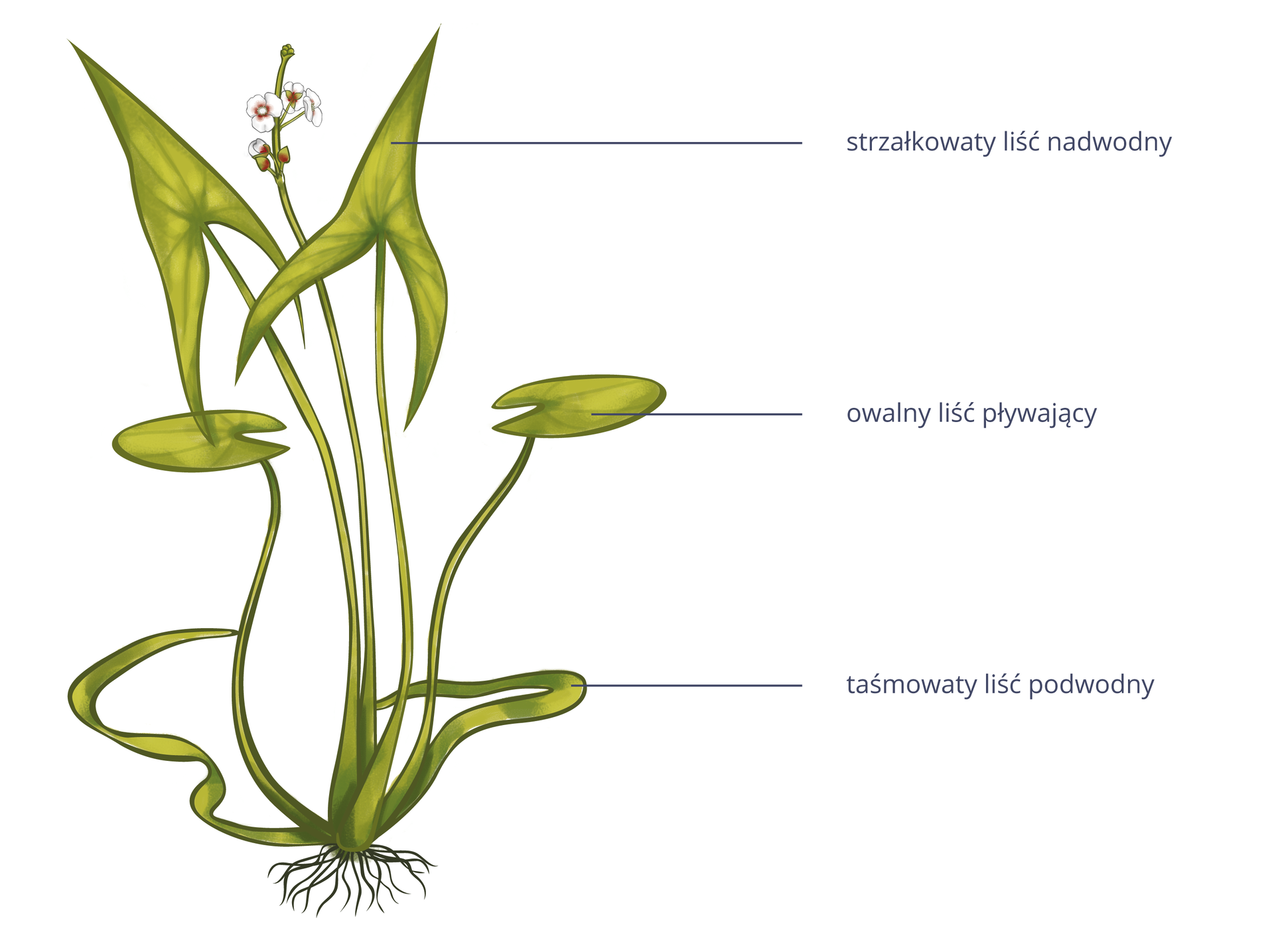 Ilustracja przedstawia zieloną , biało kwitnącą strzałkę wodną. Ma liście o 3 różnych kształtach. Liście nadwodne są strzałkowate, pływające są owalne, a podwodne taśmowate. To przykład zmienności niedziedzicznej.