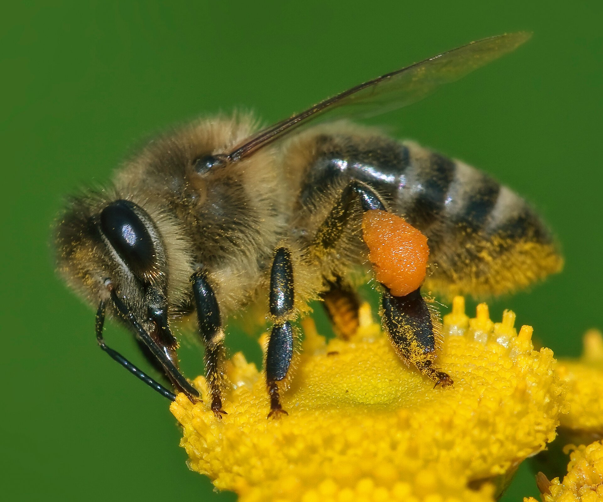 Na zdjęciu przedstawiona jest pszczoła miodna spoczywająca na żółtym kwiecie. Jej ciało jest żółto‑czarne, podzielone na trzy odcinki: głowę, tułów i odwłok. Głowa pochylona jest w dół, znajdują się na niej duże oczy złożone i jedna para czułków. Na odcinku tułowiowym ma 2 pary przezroczystych skrzydeł. Ma trzy pary odnóży krocznych.