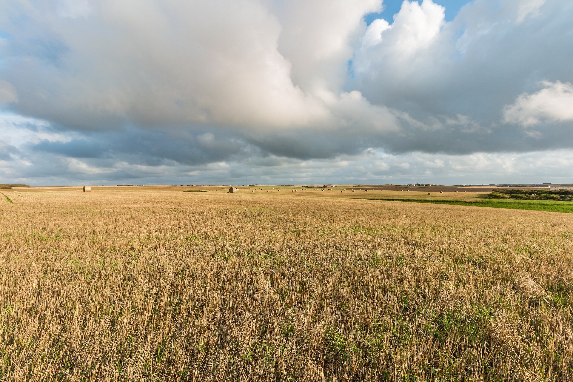 Na zdjęciu płaski, rozległy teren, na którym znajdują się pola uprawne. Rośnie na nich niewysokie zboże.