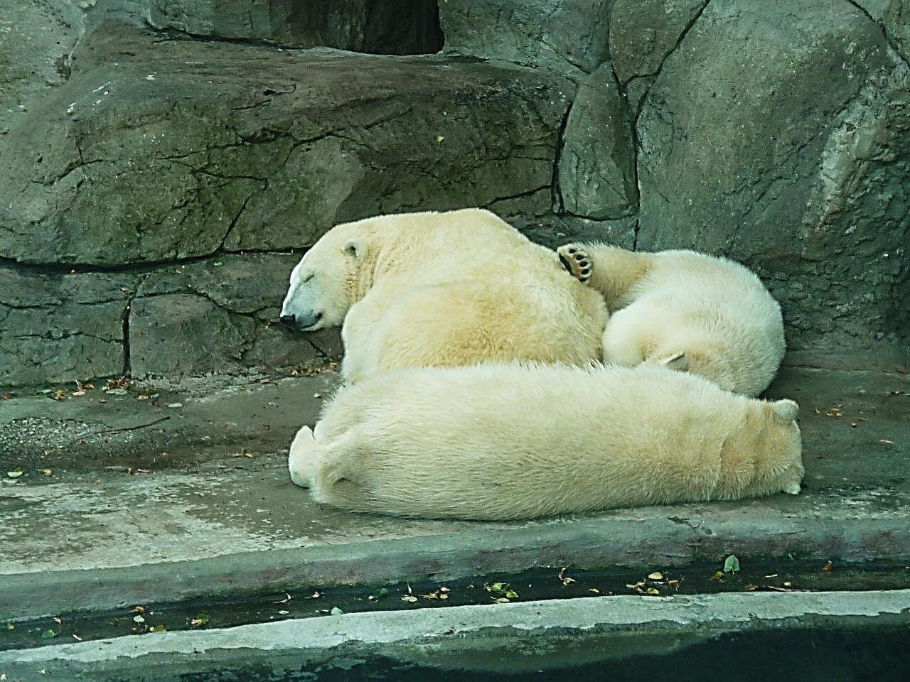 Trzy białe niedźwiedzie śpią w jaskini. Są do siebie przytulone.