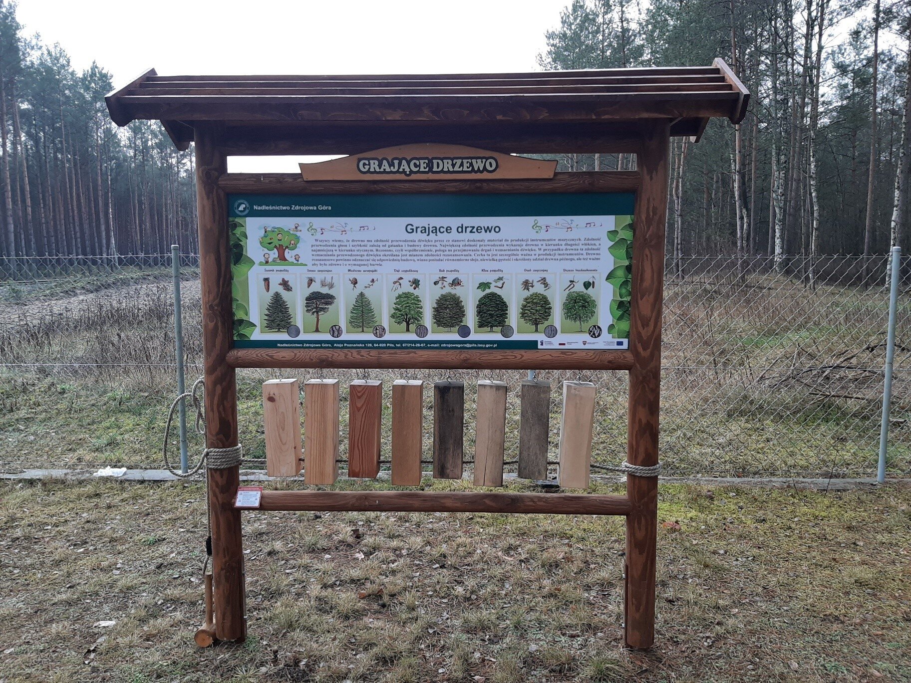 Na zdjęciu wykonanym w pochmurny dzień, w lesie znajduje się instalacja artystyczna, zrobiona z elementów drewnianych. Zbudowana jest z dwóch kołków na których u góry znajduje się niewielki skośny daszek. Pośrodku jest napis „grające drzewo”, a pod nim ilustracje kilku drzew wraz z opisami. Pod tabliczką zwisają fragmenty drewna, a po lewej stronie przywiązany jest drewniany młotek, dzięki któremu uderzając w zawieszone kawałki drewna można usłyszeć jakie dźwięki każdy z nich z siebie wydobywa.