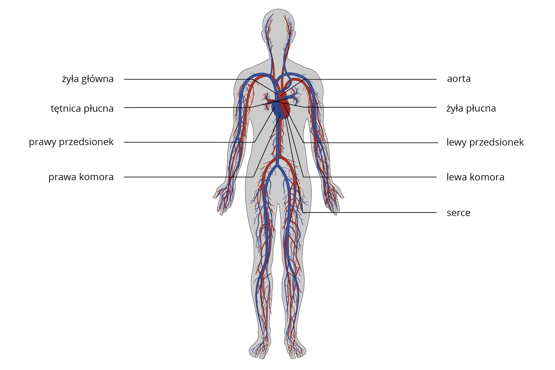 Ilustracja przedstawia budowę układu krwionośnego człowieka. Na fioletowo oznaczono tą część układu krwionośnego, gdzie jest krew odtlenowana, a na czerwono gdzie jest krew natlenowana. W śródpiersiu znajduje się serce. Po lewej stronie sylwetki człowieka serce oznaczono na fioletowo, są to prawy przedsionek i prawa komora. Do prawego przedsionka uchodzi żyła główna, a z komory prawej wychodzi tętnica płucna. Po prawej stronie sylwetki człowieka serce oznaczono na czerwono, są to lewy przedsionek i lewa komora. Do prawego przedsionka uchodzi żyła płucna, a z komory prawej wychodzi aorta.