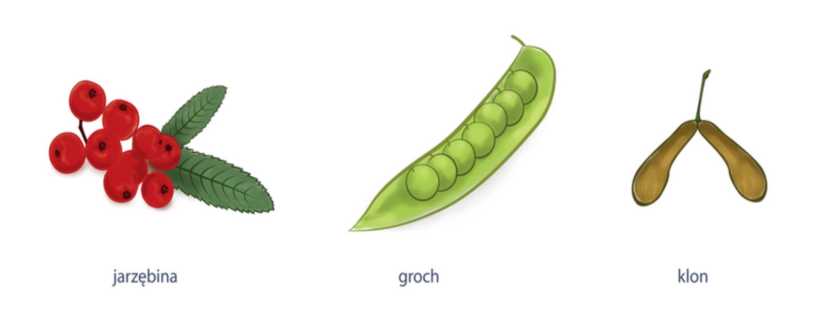 Ilustracja przedstawia owoce: jarzębiny, grochu i klonu. Owoce jarzębiny są czerwone i mięsiste, okrągłego kształtu. Owoc grochu ma postać podłużnego, zielonego strąku, w którym zamknięte są nasiona. Owoc klonu ma postać połączonych po 2 lekkich orzechów z charakterystycznymi skrzydełkami.