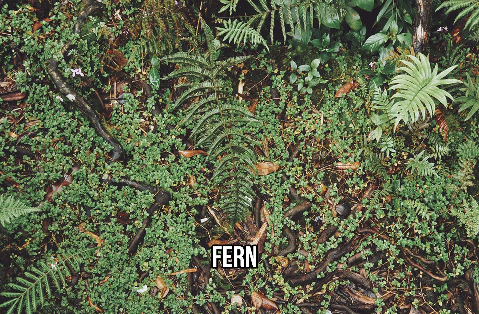 Zdjęcie przedstawia widok z góry na różne gatunki zielonych roślin. Widoczne są pędy roślin o drobnych listkach, które porastają wijące się brązowe korzenie oraz długie i krótkie liście paproci. Na ilustracji widnieje napis w języku angielskim: FERN.