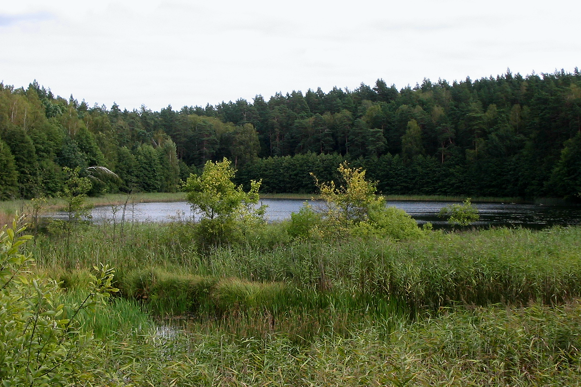 Fotografia przedstawia jezioro w lesie. Na pierwszym planie zarośla trzciny i drzewka. To rezerwat Jezioro Orłowo Małe w województwie warmińsko – mazurskim. Jest miejscem ochrony żółwia błotnego.
