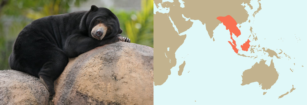 Ilustracja przedstawia Malajskiego niedźwiadka w kolorze czarnym, leżącego na kamieniach oraz fragment mapy świata z zaznaczonymi miejscami występowania: Indonezją, Malezją, Tajlandią.