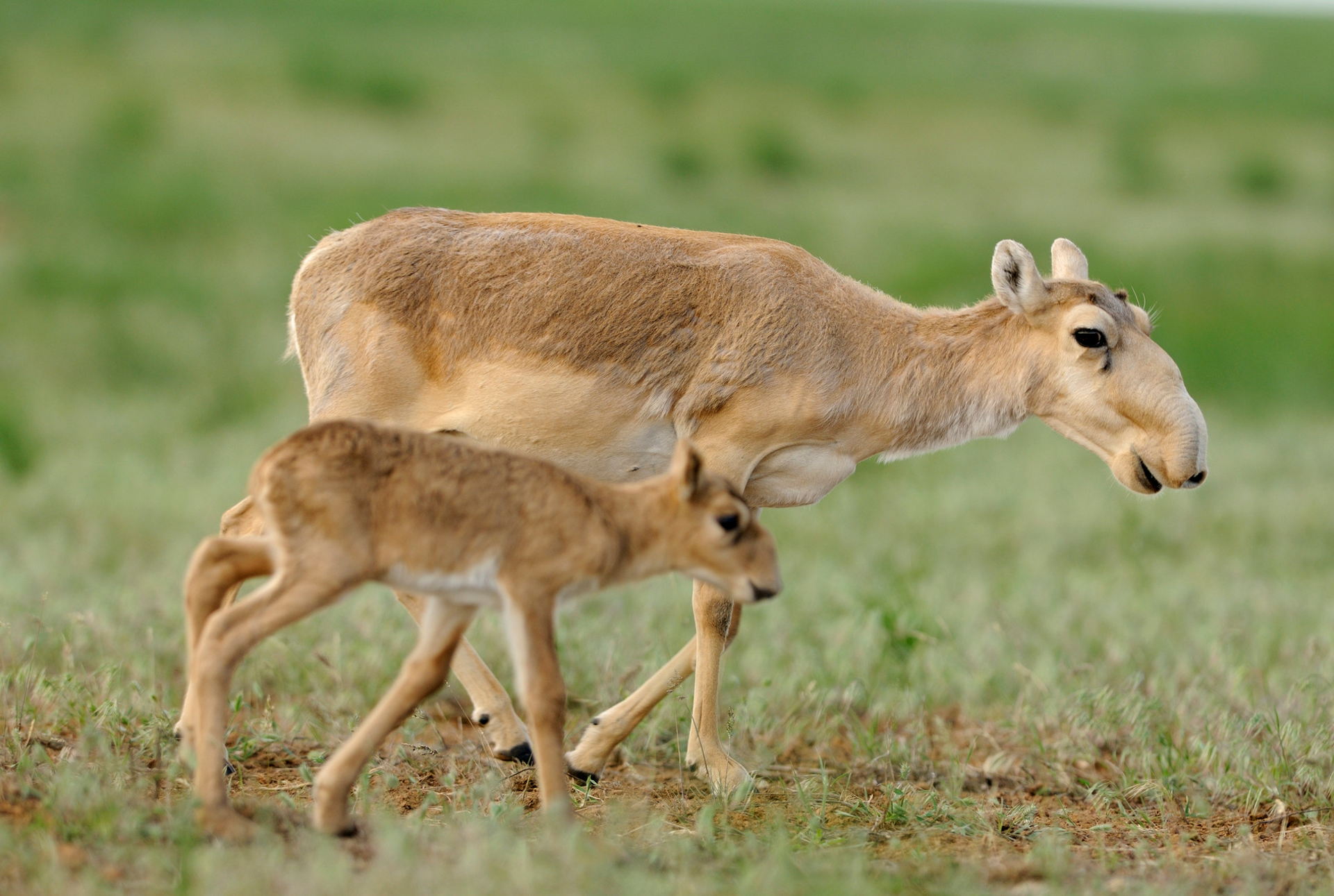 Fotografia czwarta prezentuje samicę suhaka z młodym wędrującą po stepie. Suhaki mają charakterystyczną trąbkę nad nosem. Sierść koloru jasnobrązowego, nogi długie. Suhak uważany jest za antylopę.   