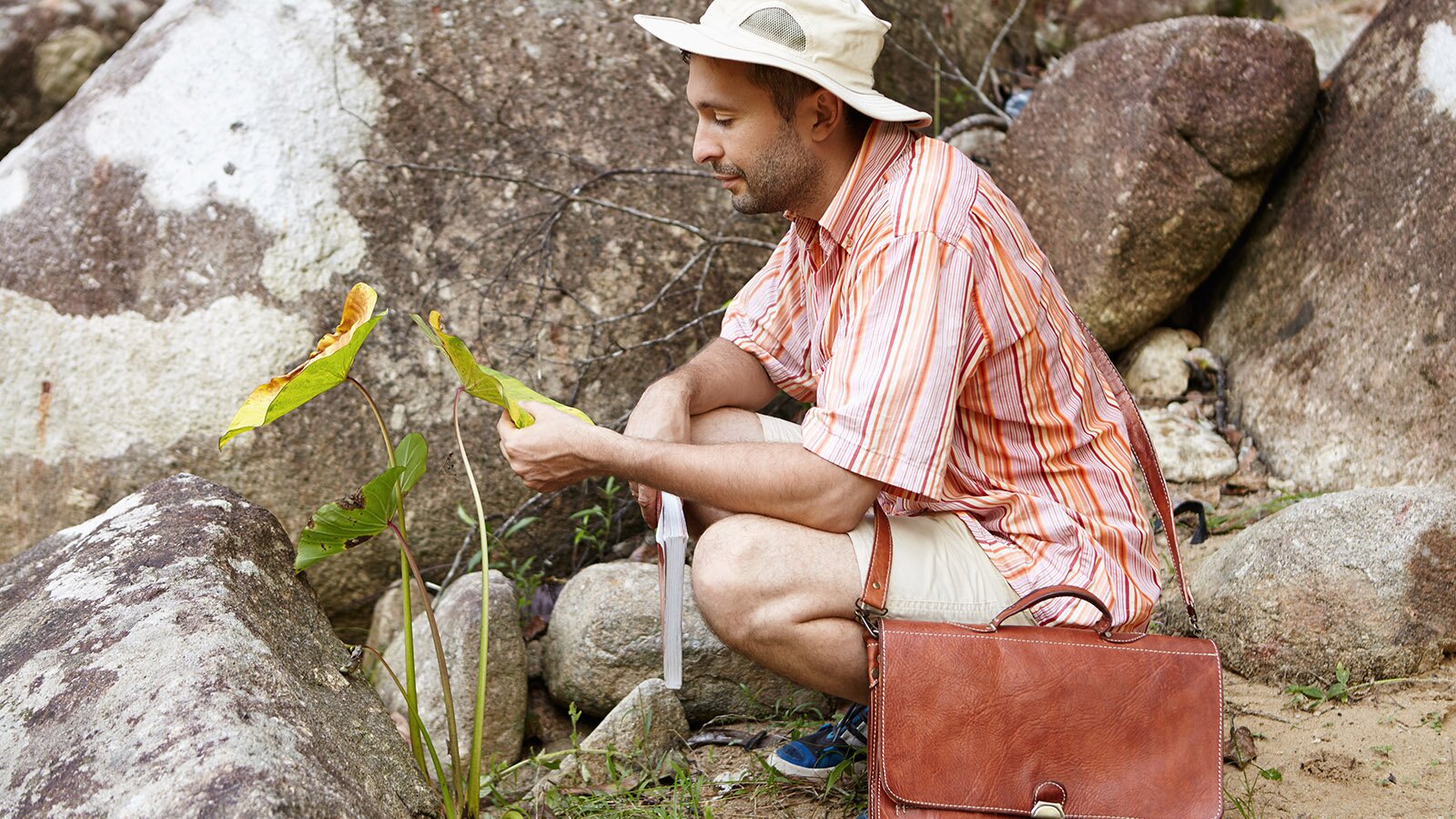 Zdjęcie przedstawia mężczyznę w letnim kapeluszu, koszuli na krótki rękaw oraz w krótkich spodenkach, przez ramię ma przewieszony neseser. Mężczyzna kuca dotykając lewą dłonią jeden z trzech liści wyrastających przy skałach. Na fotografii nie ma żadnych innych roślin. 