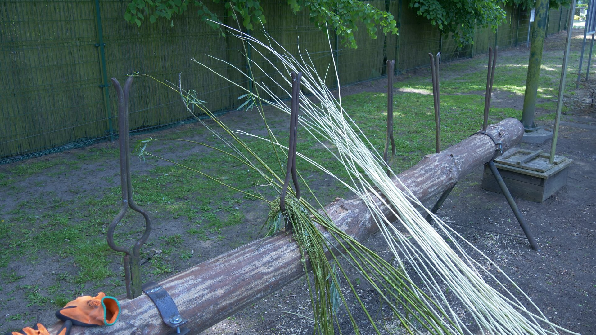 Zdjęcie przedstawia korowarkę ręczną. Składa się ona z metalowych nóg, drewnianego pnia i zamocowanych w nim metalowych kleszczy korowarki. O pień oparte są pręty okorowanej i nieokorowanej wikliny. Na skraju pnia leżą rękawiczki ochronne.