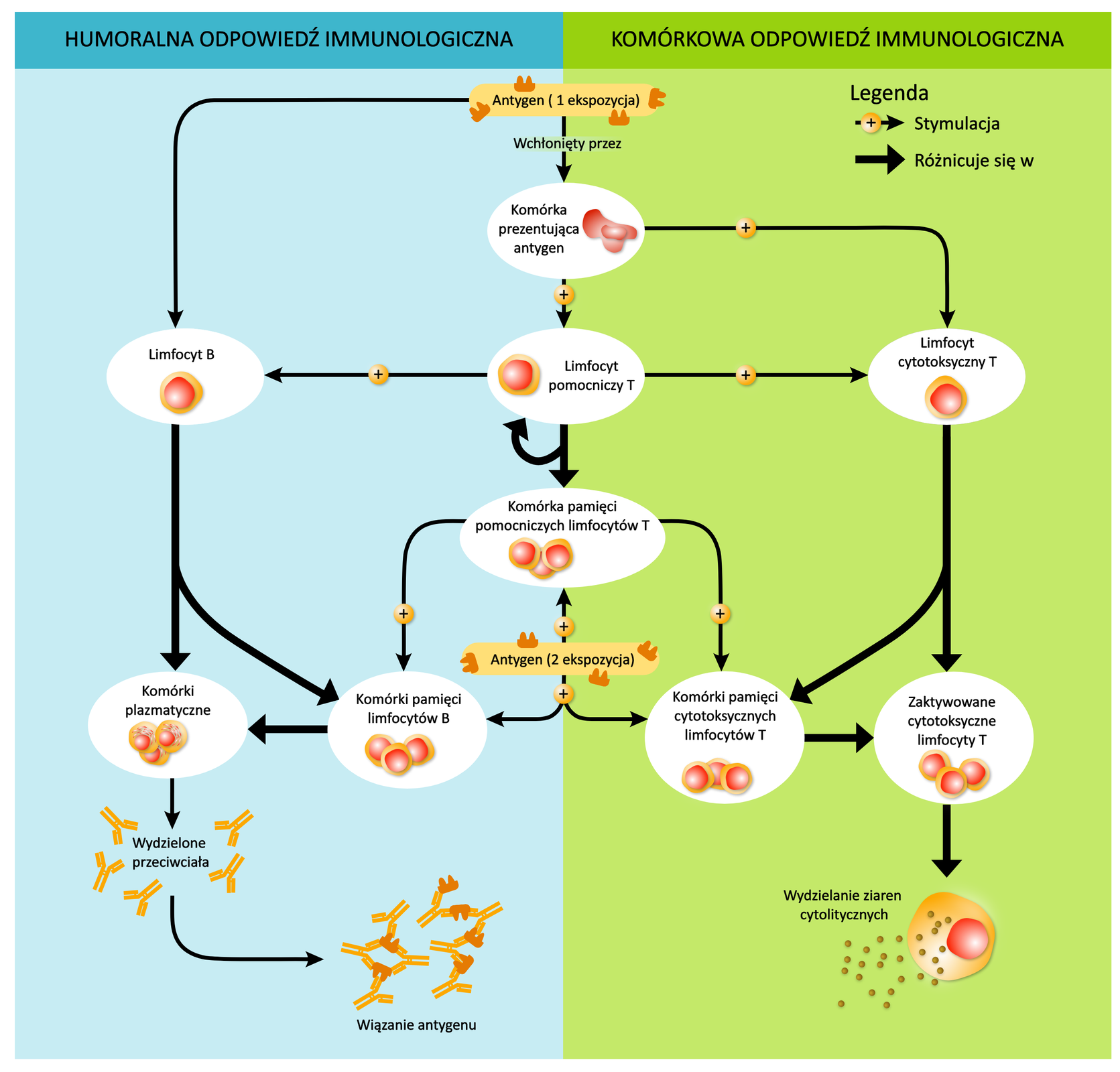 Grafika przedstawia schemat humoralnej i komórkowej odpowiedzi immunologicznej.  Po lewej, niebieskiej stronie znajduje się schemat humoralnej odpowiedzi immunologicznej. Dochodzi do pierwszej ekspozycji organizmu na antygen. Zostaje on wchłonięty przez limfocyt B, który jest stymulowany przez limfocyt pomocniczy T. Limfocyt pomocniczy T może przejść w komórkę pamięci pomocniczych limfocytów T. Dojrzały limfocyt B produkuje przeciwciała oraz może ulec przemianie w komórkę pamięci, które potem mogą znowu zostać komórkami plazmatycznymi wydzielającymi przeciwciała. Komórki pamięci limfocytów B są stymulowane przez komórki pamięci pomocniczej limfocytów T oraz w wyniku ponownej ekspozycji na antygen. Końcowo przeciwciała wiążą antygeny. Po prawej, zielonej stronie grafiki znajduje się schemat komórkowej odpowiedzi immunologicznej. Proces rozpoczyna się od pierwszej ekspozycji organizmu na antygen. Zostaje on wchłonięty przez komórkę prezentującą antygen. Limfocyt cytotoksyczny T zostaje aktywowany przez komórkę prezentującą antygen. Jednocześnie limfocyt pomocniczy T wspomaga odpowiedź komórkową. Limfocyt cytotoksyczny T może przekształcić się w zaktywowane cytotoksyczne limfocyty T, które następnie wydzielają ziarna cytolityczne, lub komórki pamięci cytotoksycznych limfocytów T, które mogą zostać później zaktywowane. Limfocyt pomocniczy T różnicuje się w komórkę pamięci pomocniczej limfocytów T, które stymulują komórki pamięci cytotoksycznych limfocytów T. Również stymulująca dla nich jest druga ekspozycja na dany antygen.