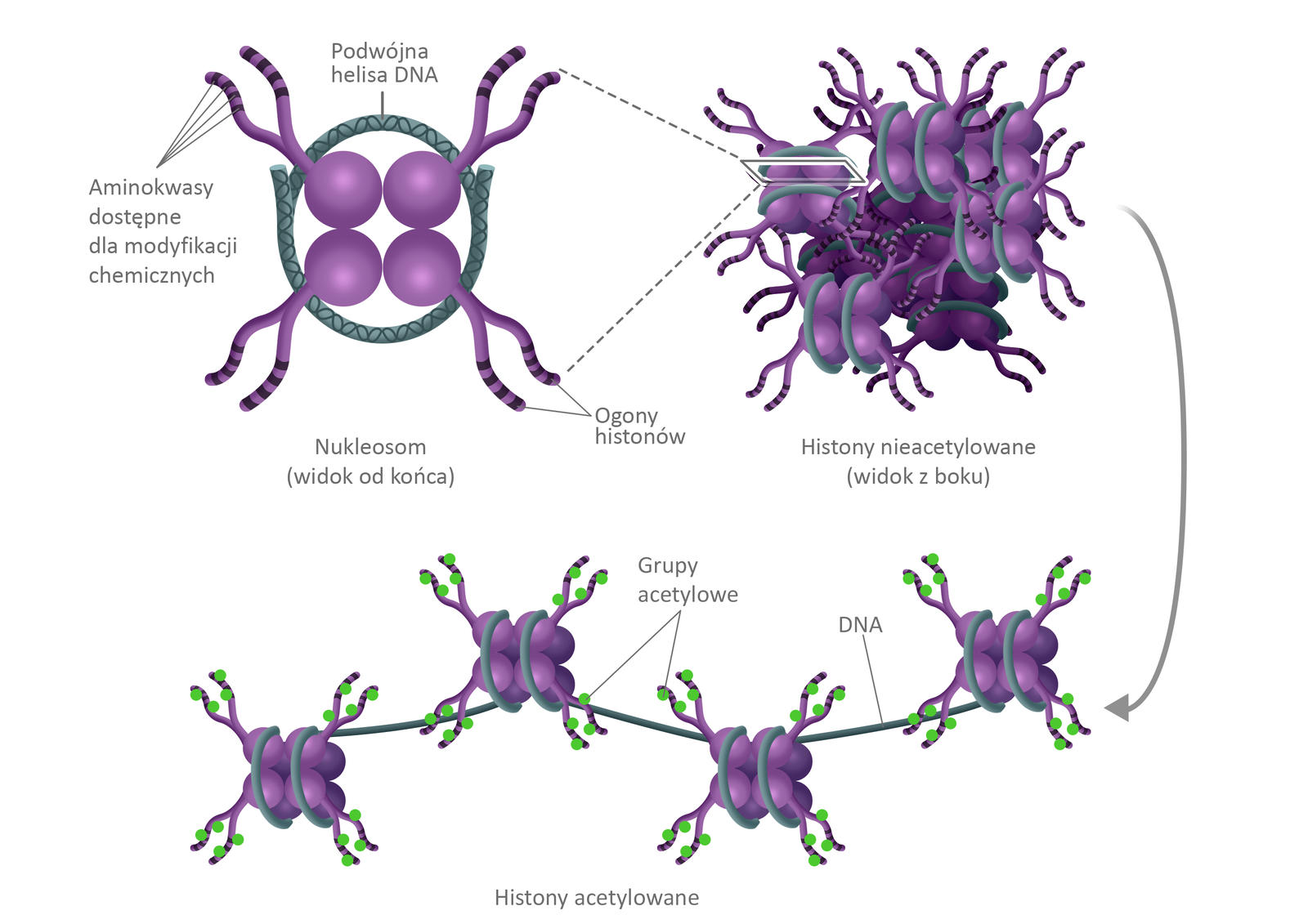 Schemat przedstawia chromatynę z histonami nieacetylowanymi i z histonami acetylowanymi. Na pierwszym obrazku widać okrąg symbolizujący podwójną helisę DNA z czterema kulami wypełniającymi ściśle jego wnętrze. Od każdej z kul odchodzą na zewnątrz okręgu dwa rozgałęzienia posiadające na każdym z nich po 4 prążki – aminokwasy dostępne dla modyfikacji chemicznych. Końcówki tych rozgałęzień podpisane są jako ogony histonów. Cały ten obrazek podpisany jest jako nukleosom (widok od końca). Kolejny obrazek przedstawia połączone ze sobą wyżej opisane, liczne struktury podpisane jako histony nieacetylowane (widok z boku). Struktury te na kolejnej ilustracji łączą się ze sobą w pary, a te struktury łączy linia podpisana jako DNA. Na końcach każdego z rozgałęzień widać po dwie niewielkie, zielone kule opisane jako grupy acetylowe.
