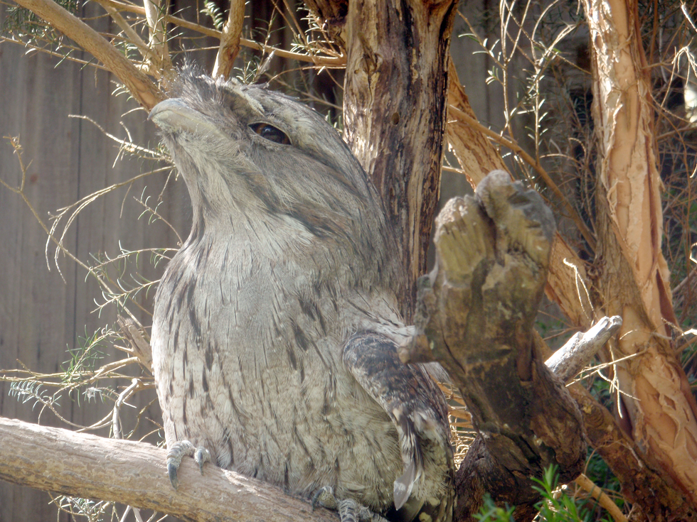 Fotografia przedstawia paszczaka australijskiego (Tawny frogmouth) - siedzącego na drzewie. Ten niewielki ptak ma obły kształt ciała i krótkie nogi, krótki dziób. Szaro-brązowe upierzenie pozwala mu na skuteczny kamuflaż wśród drzew.