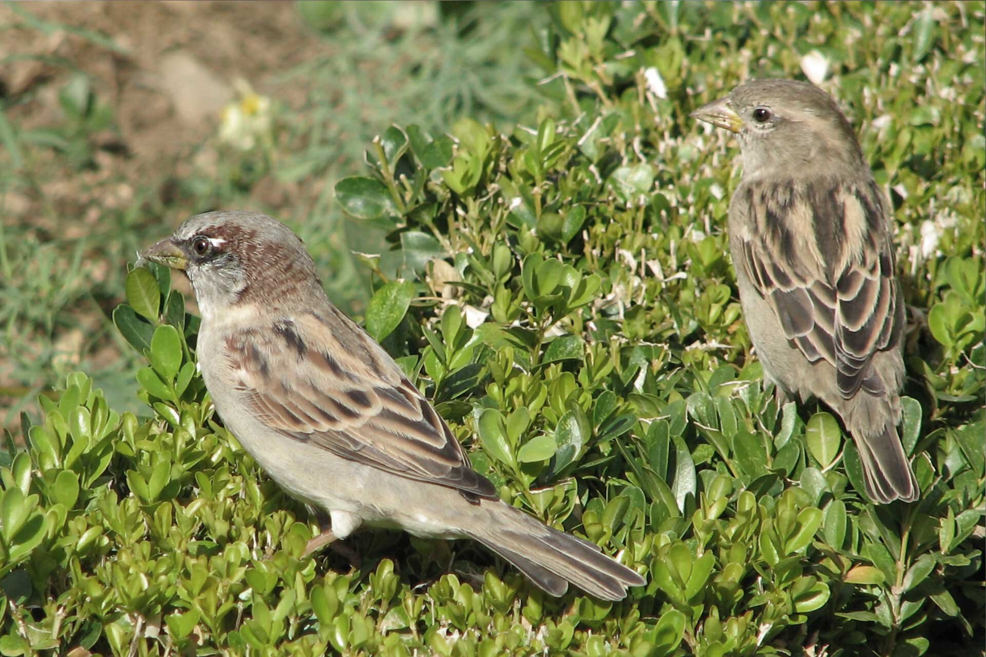Fotografia przedstawia dwa szarobrązowe, z jasnymi i ciemnymi odcieniami, wróble z głowami skierowanymi w lewo. Budowa krępa, dziób krótki, mocny. Ptaki siedzą na zielonym krzewie. 