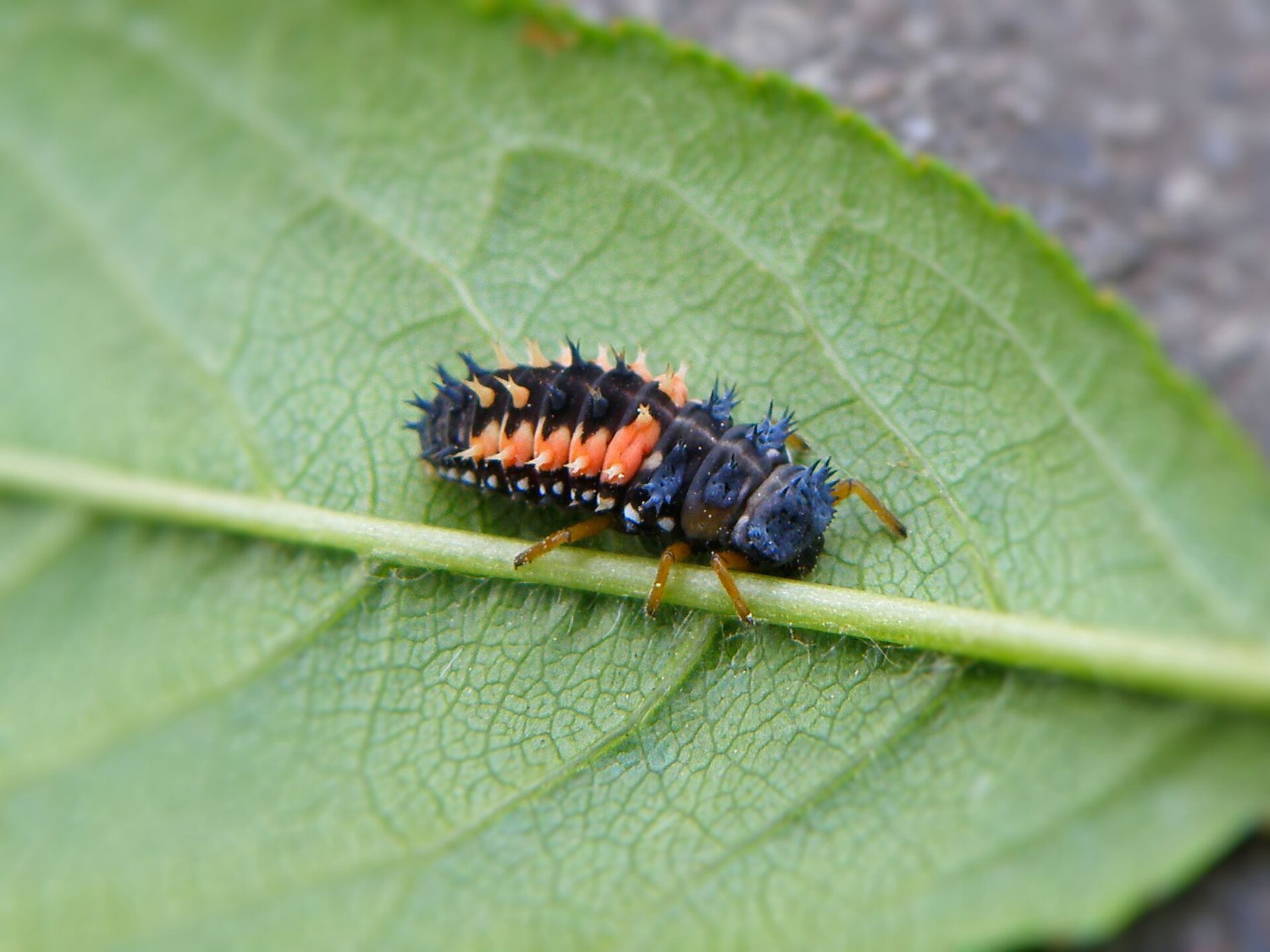 Na ilustracji przedstawiona jest larwa biedronki. Ma kształt podłużny i małe wypustki na grzbiecie. Kolor czarno‑pomarańczowy.