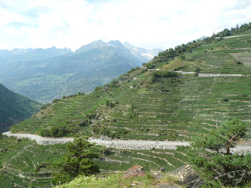 Winnica w Szwajcarii